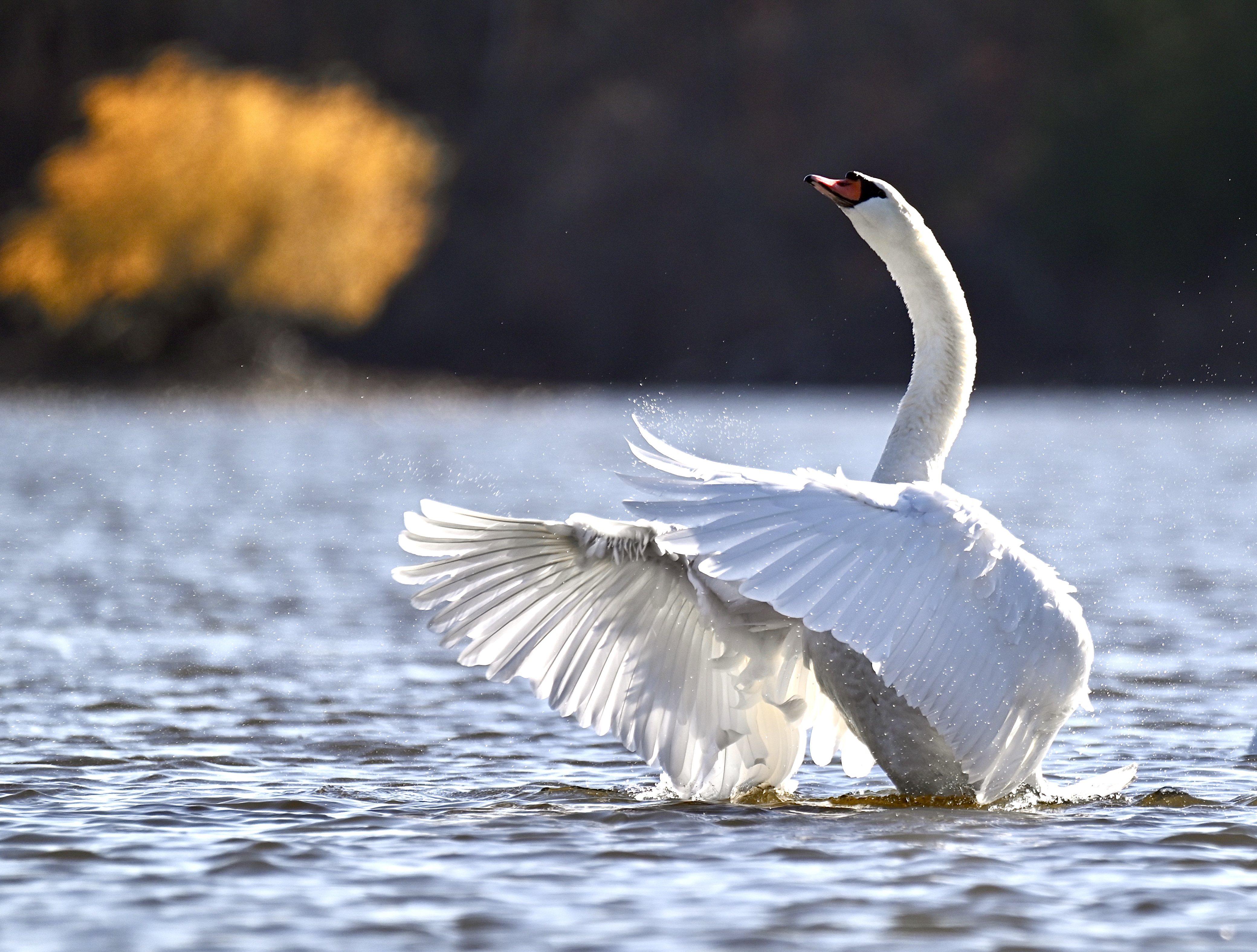 Swan with wings spread — Imperfectly Perfect by Wendy