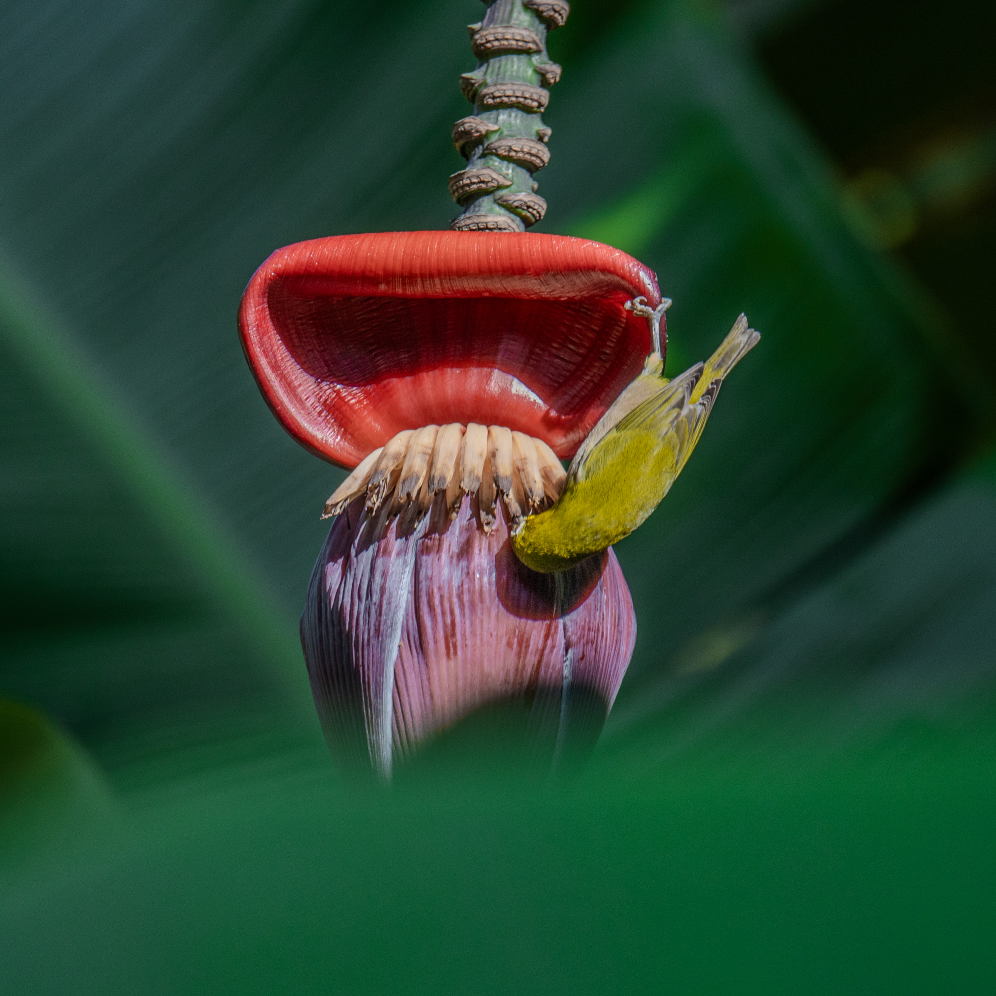 KAIMANA Creative portfolio 13