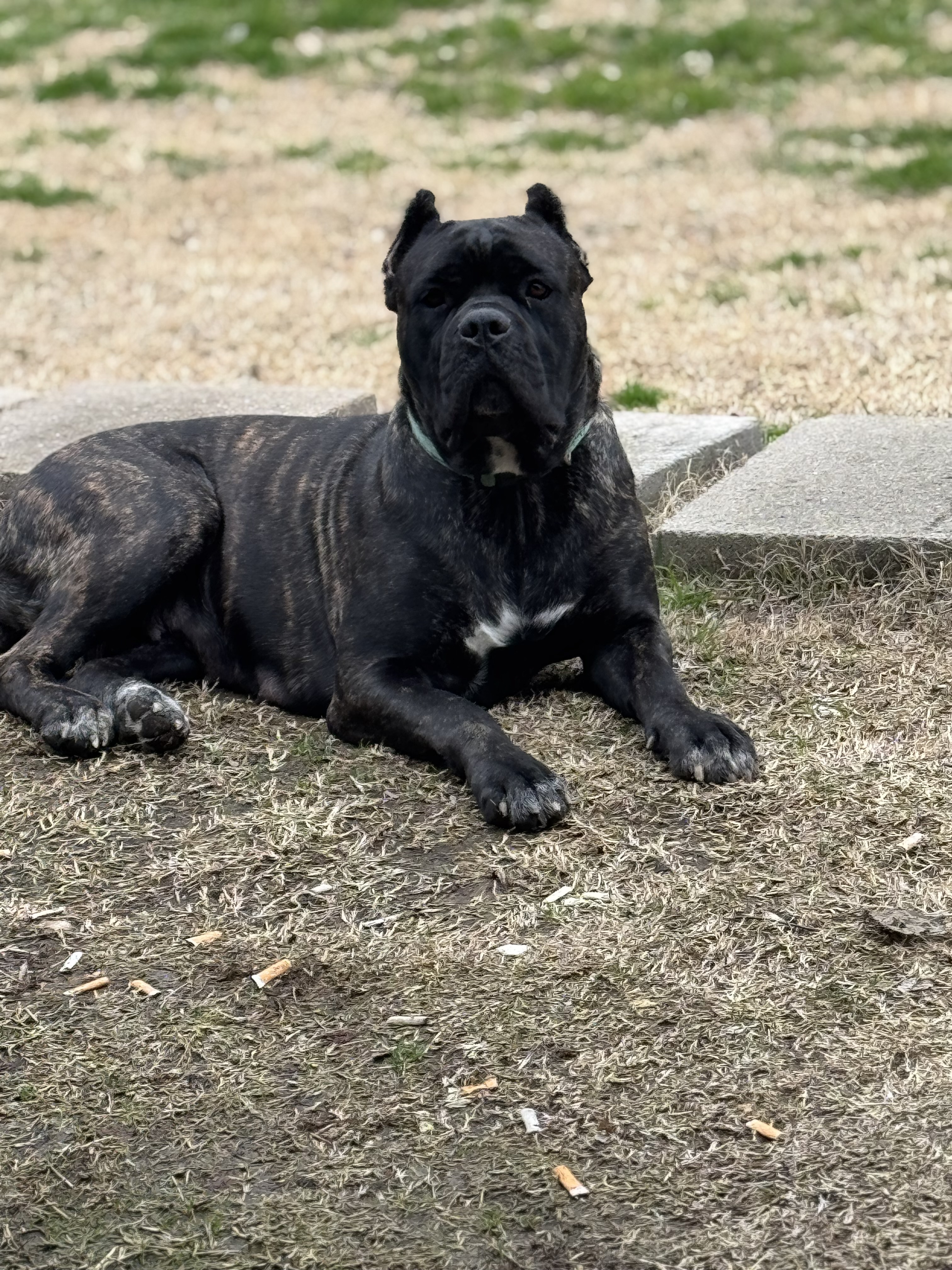 Hill Country Kennel Cane Corso 1