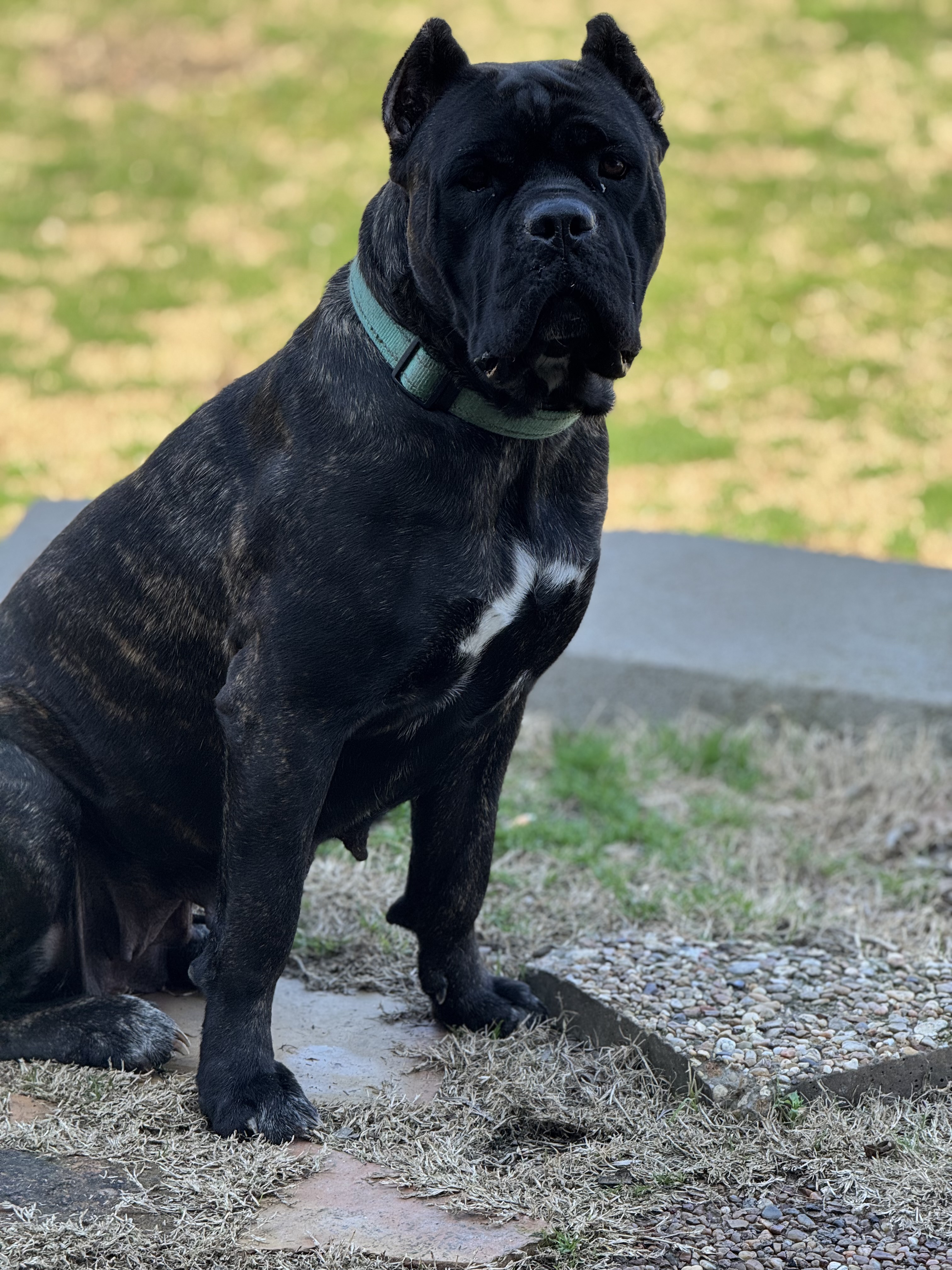 Hill Country Kennel Cane Corso 2