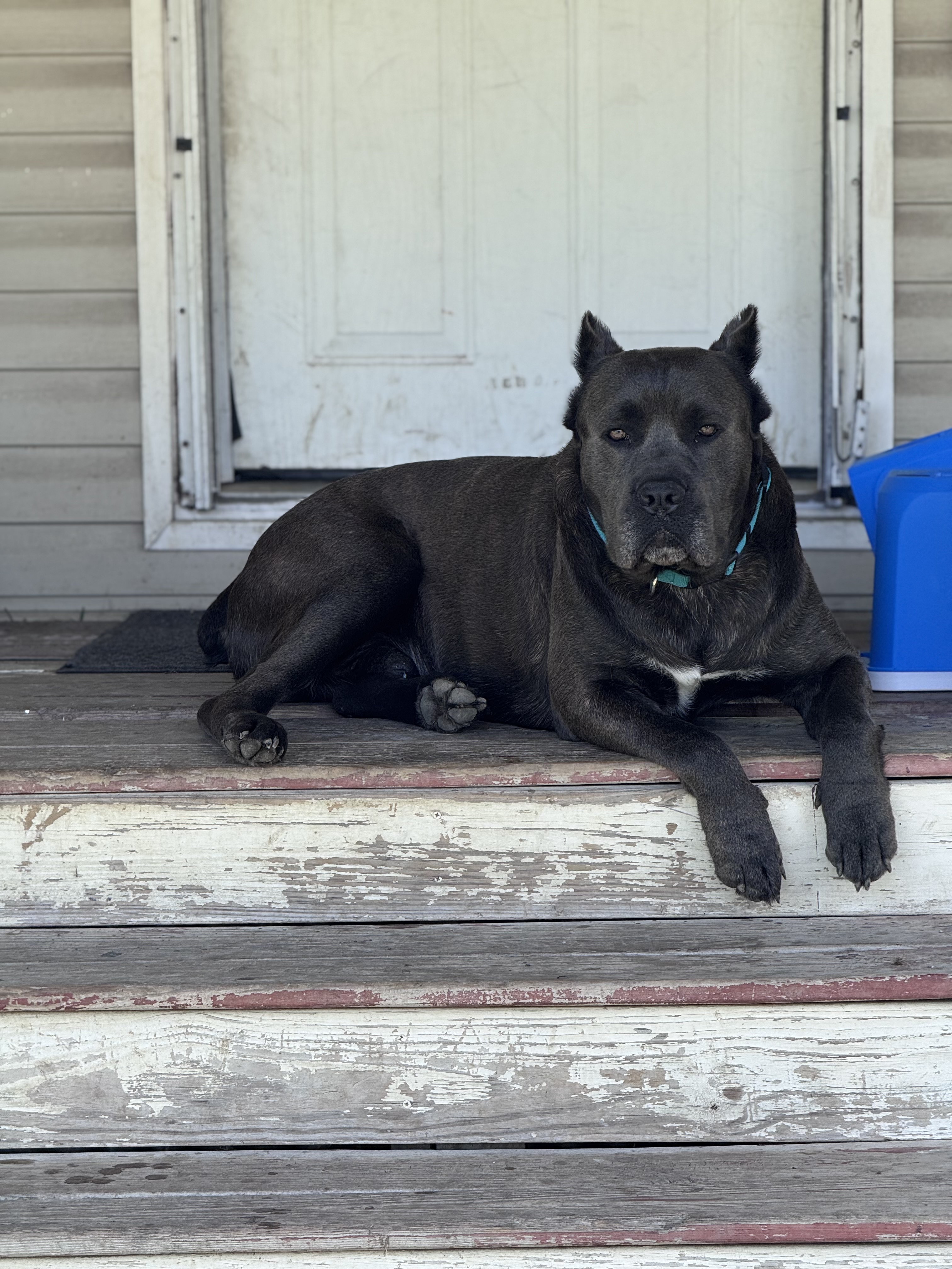 Hill Country Kennel Cane Corso 3