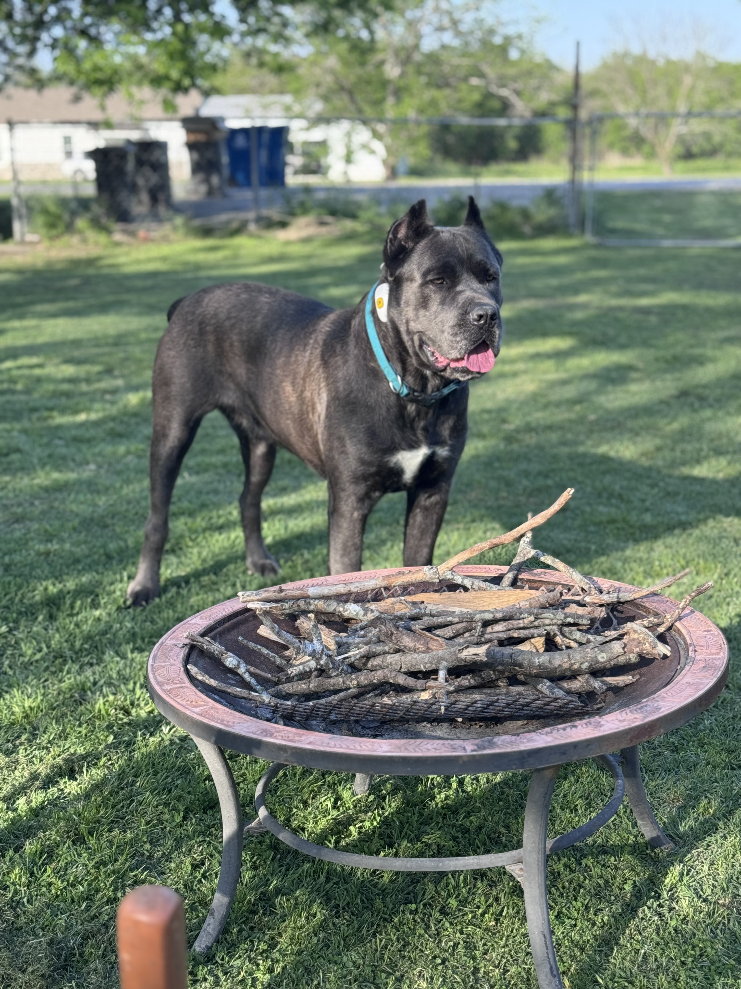 Hill Country Kennel Cane Corso 4