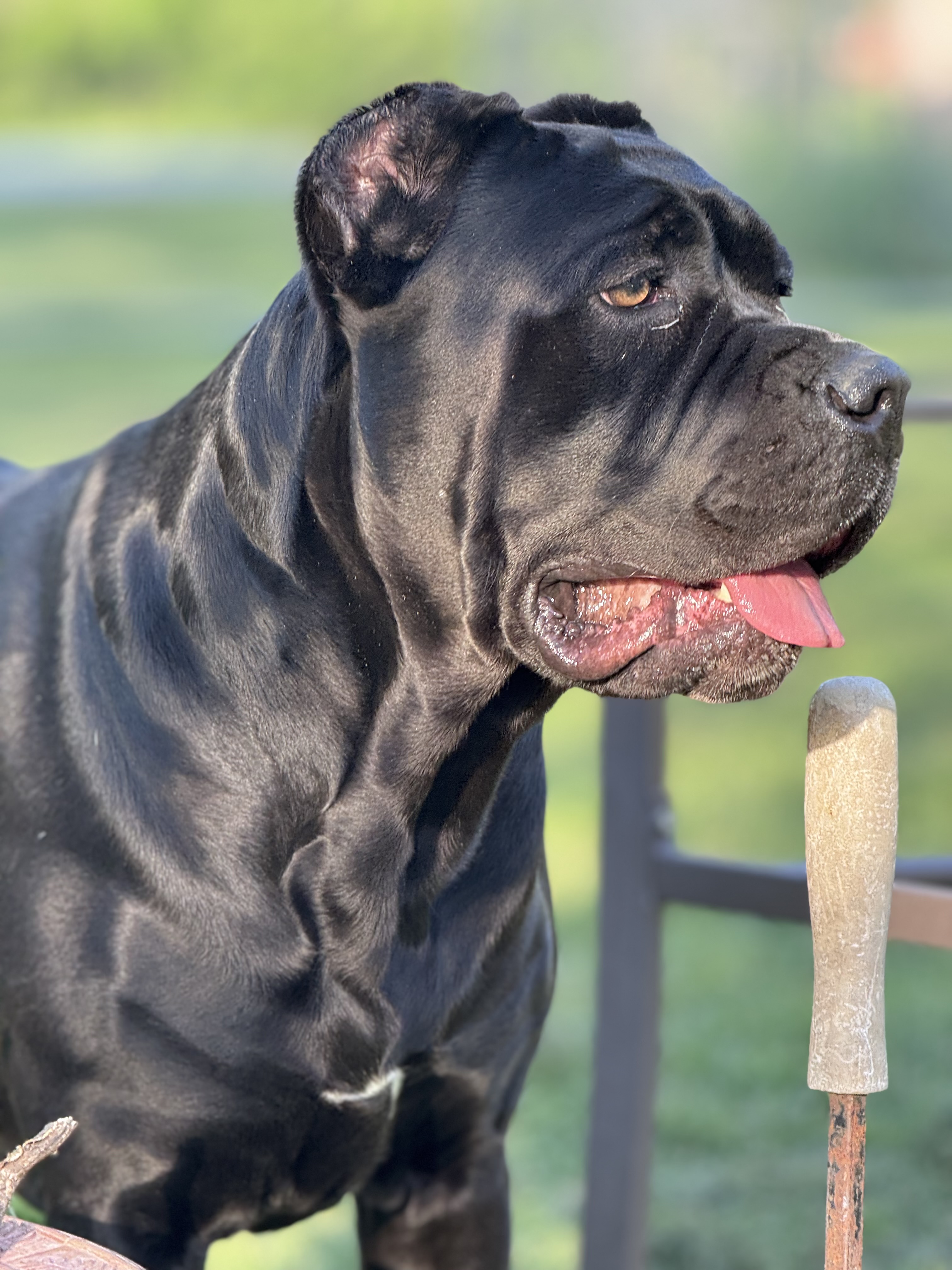 Foundation Cane Corso