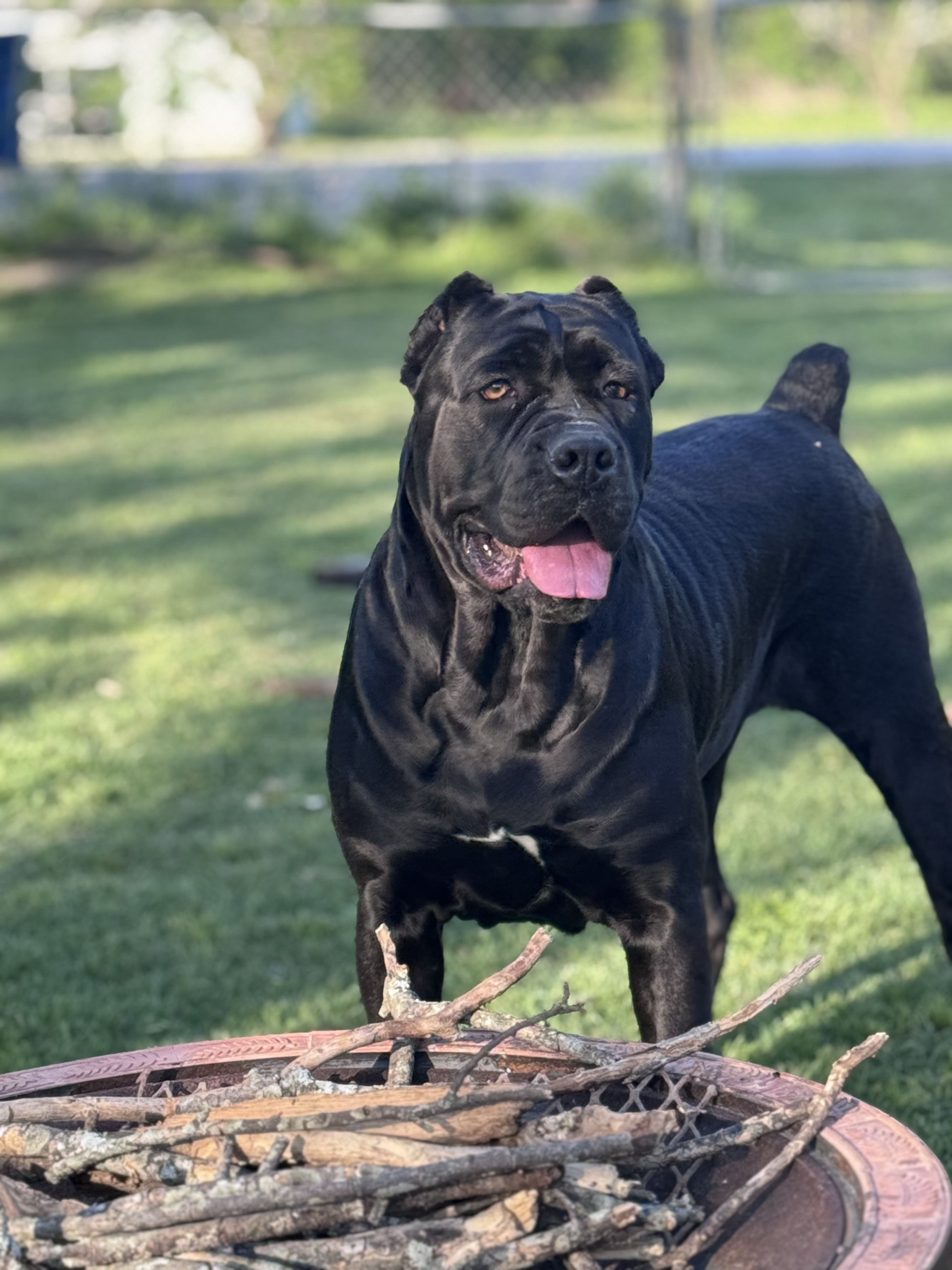 Hill Country Kennel Cane Corso 6