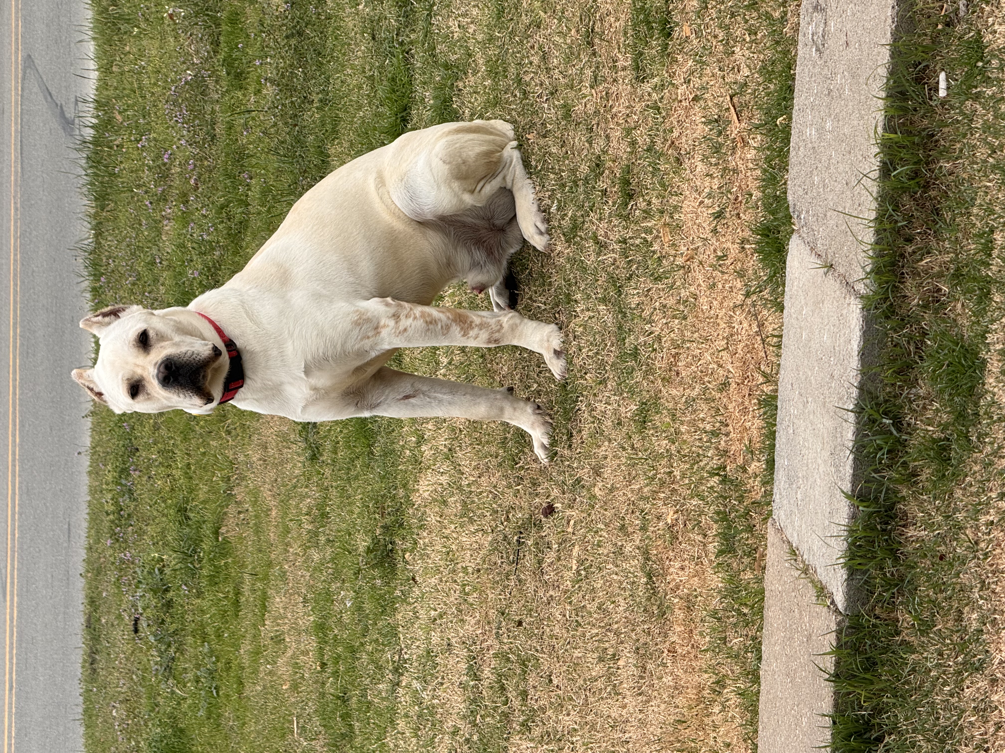 Hill Country Kennel Cane Corso 7