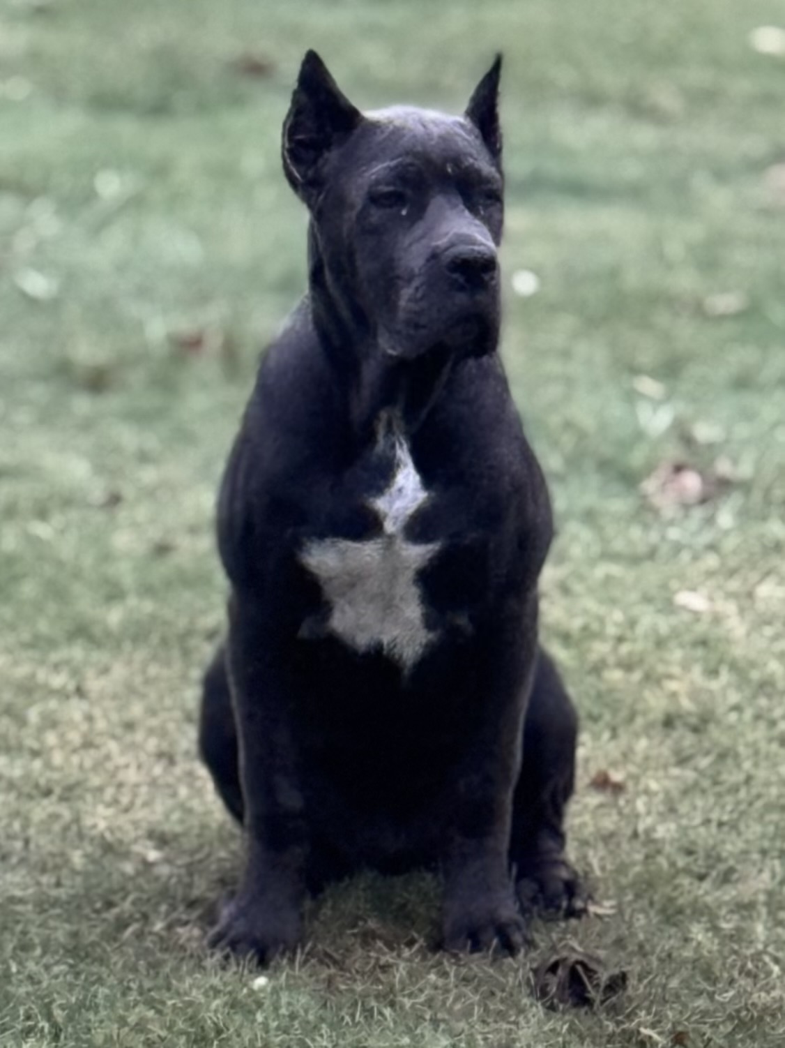 Hill Country Kennel Cane Corso 8