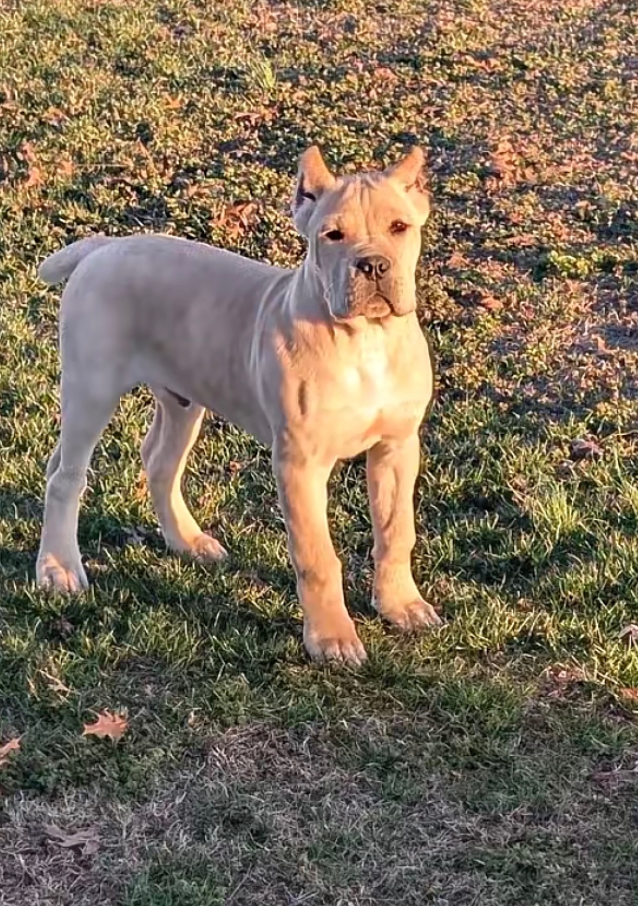 Hill Country Kennel Cane Corso 9