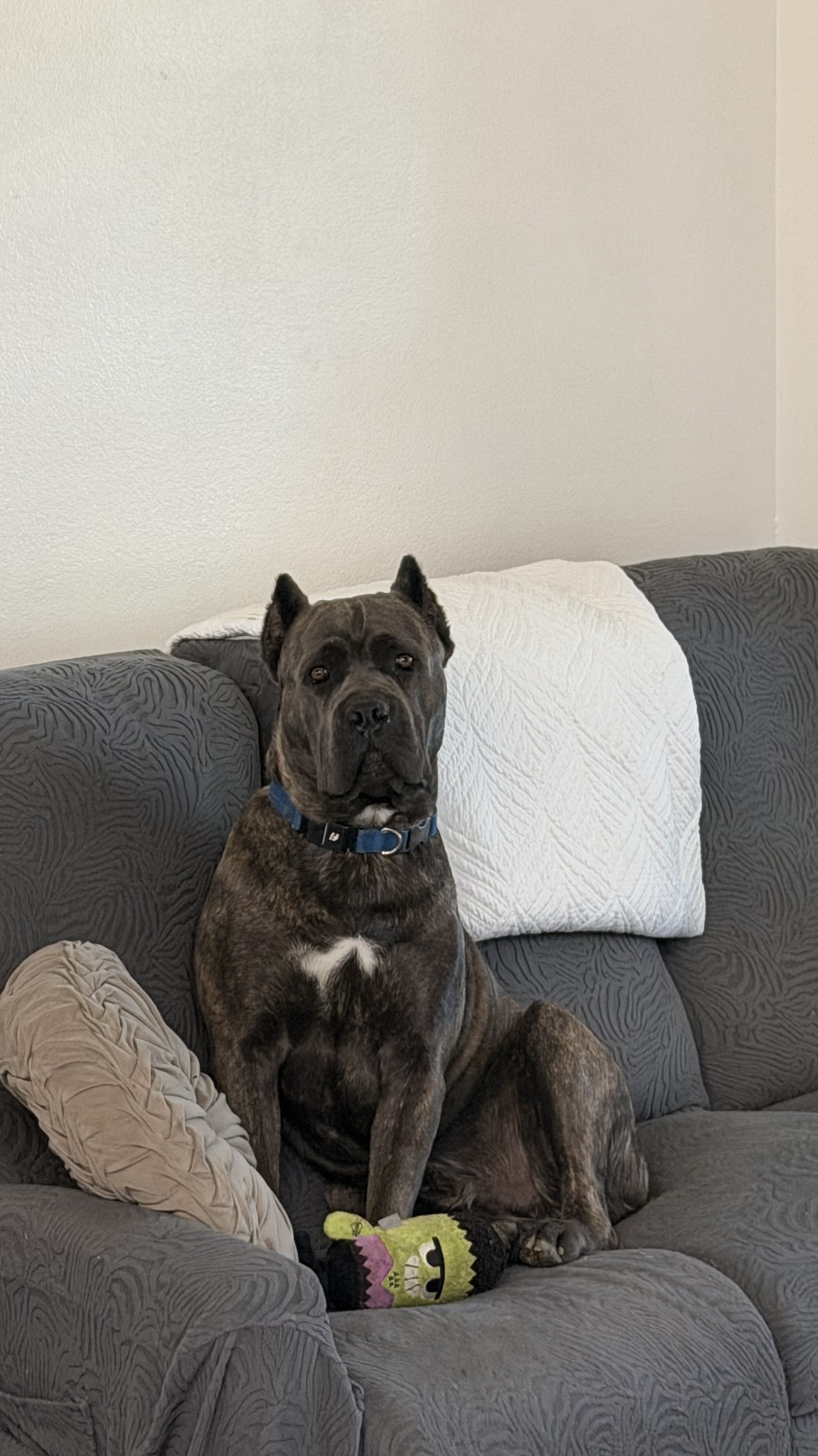 Hill Country Kennel Cane Corso 10