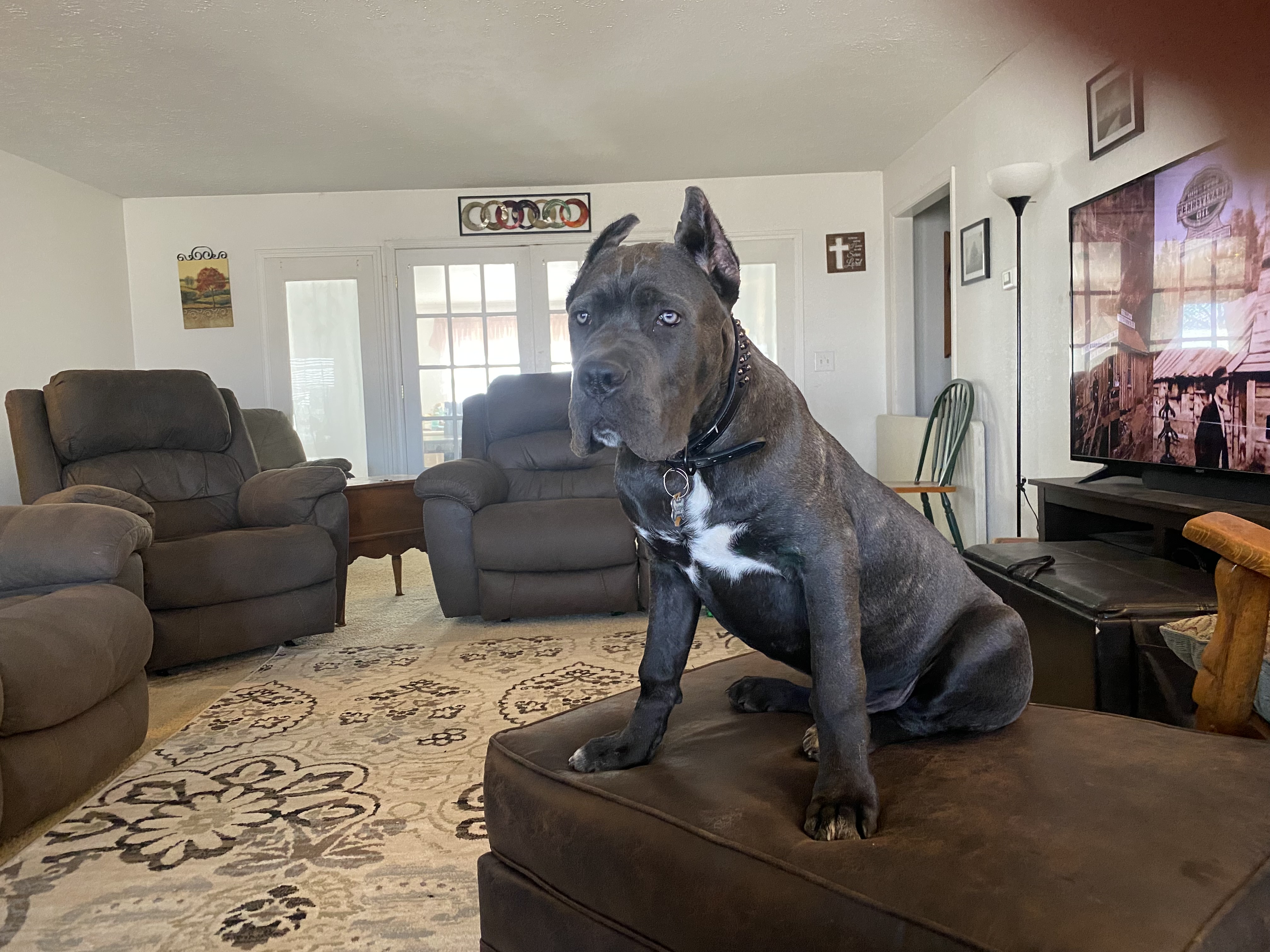 Hill Country Kennel Cane Corso 11