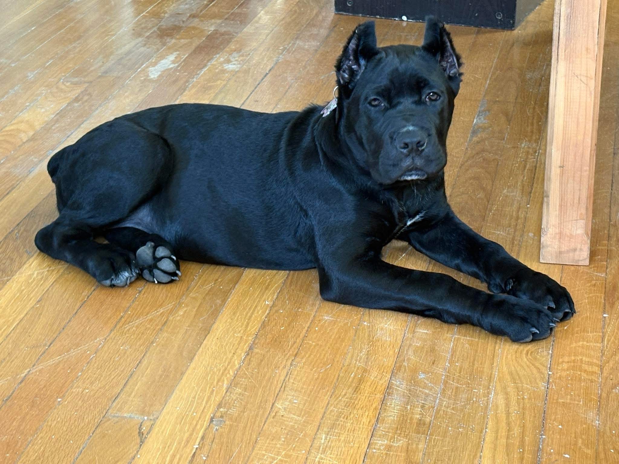 Hill Country Kennel Cane Corso 12