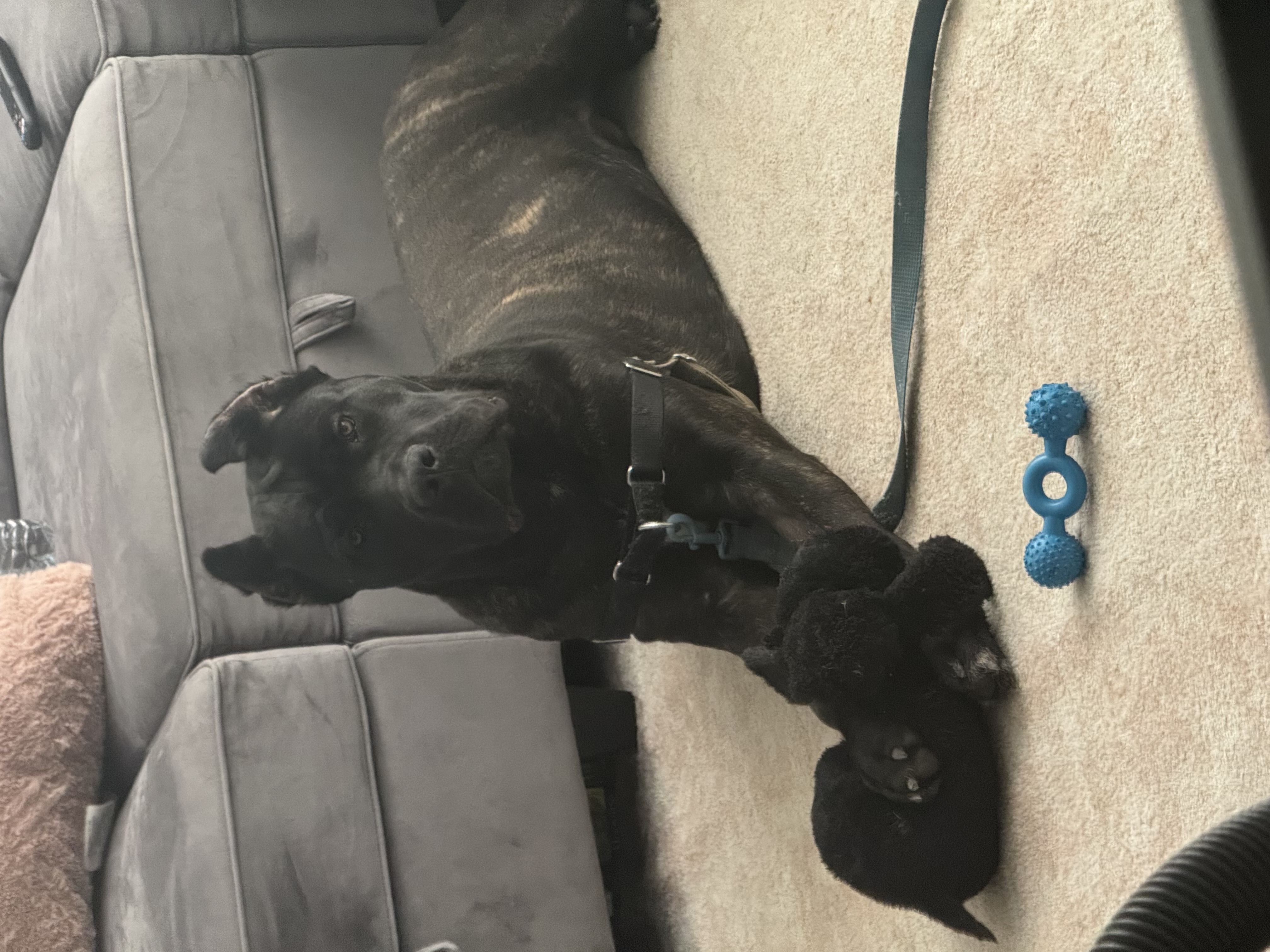 Hill Country Kennel Cane Corso 13