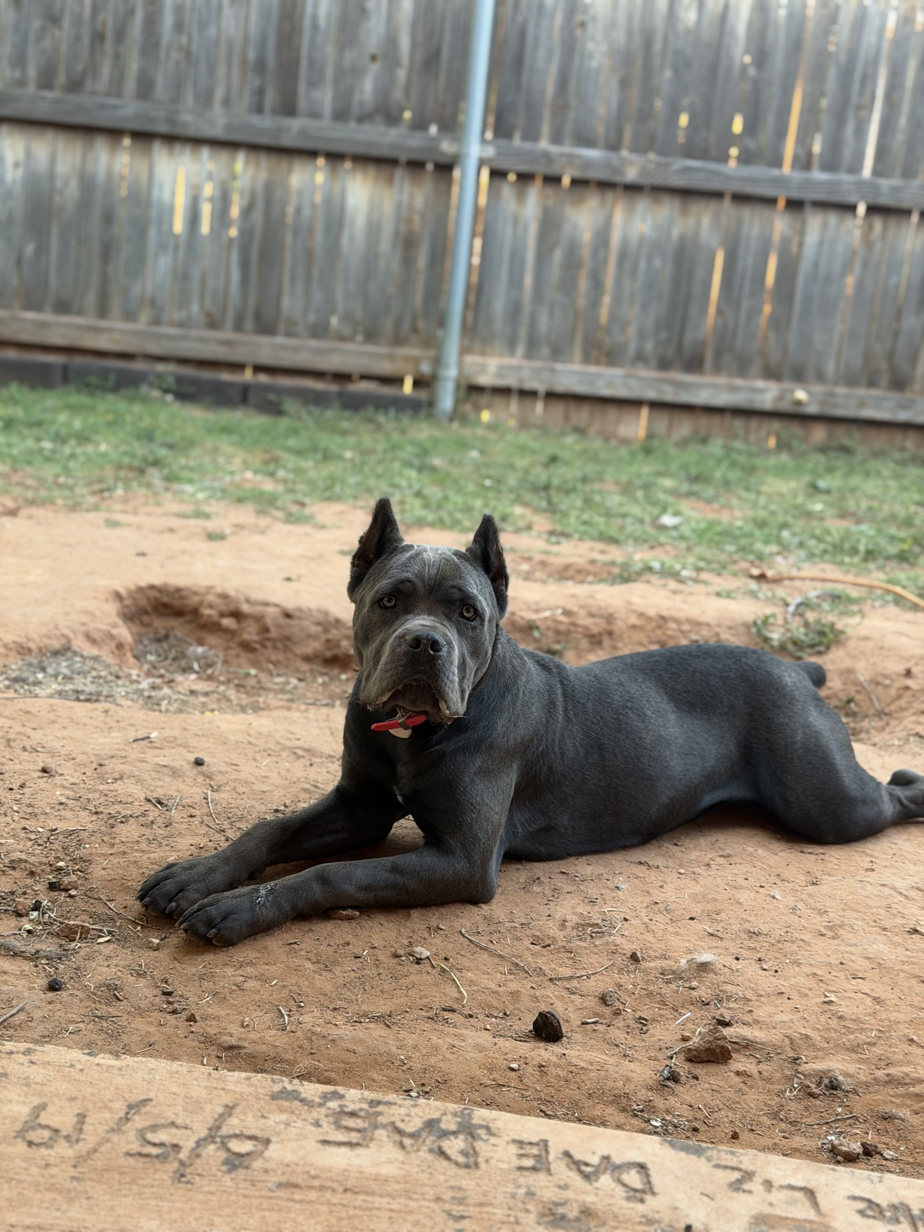 Hill Country Kennel Cane Corso 14