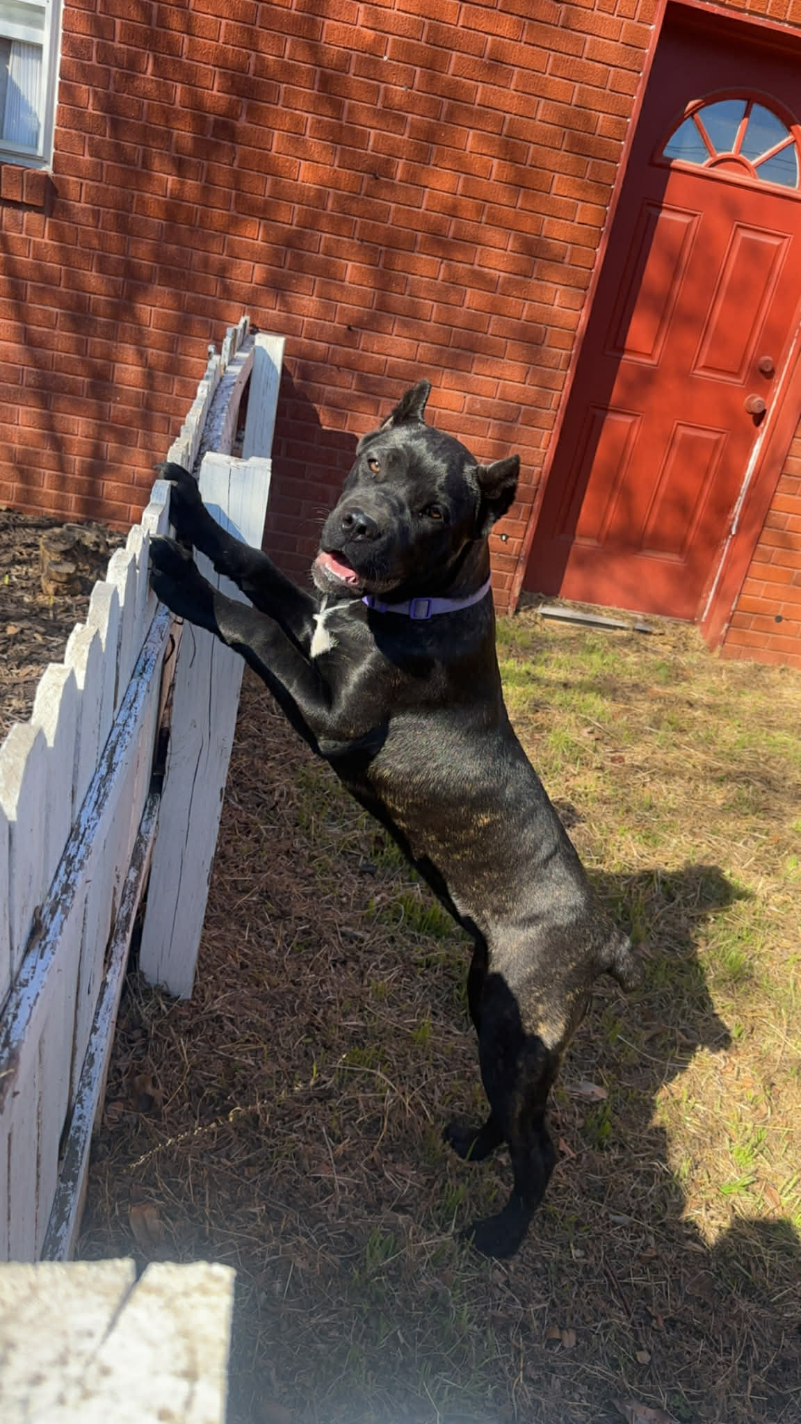 Hill Country Kennel Cane Corso 15