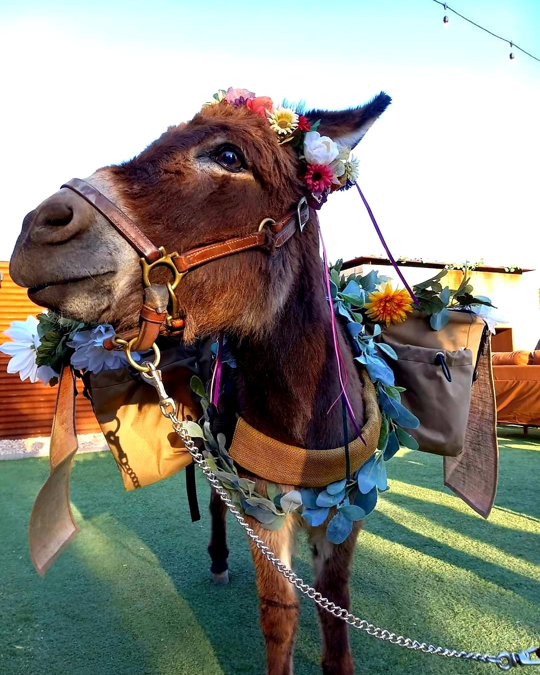 Beverage burro moment 14