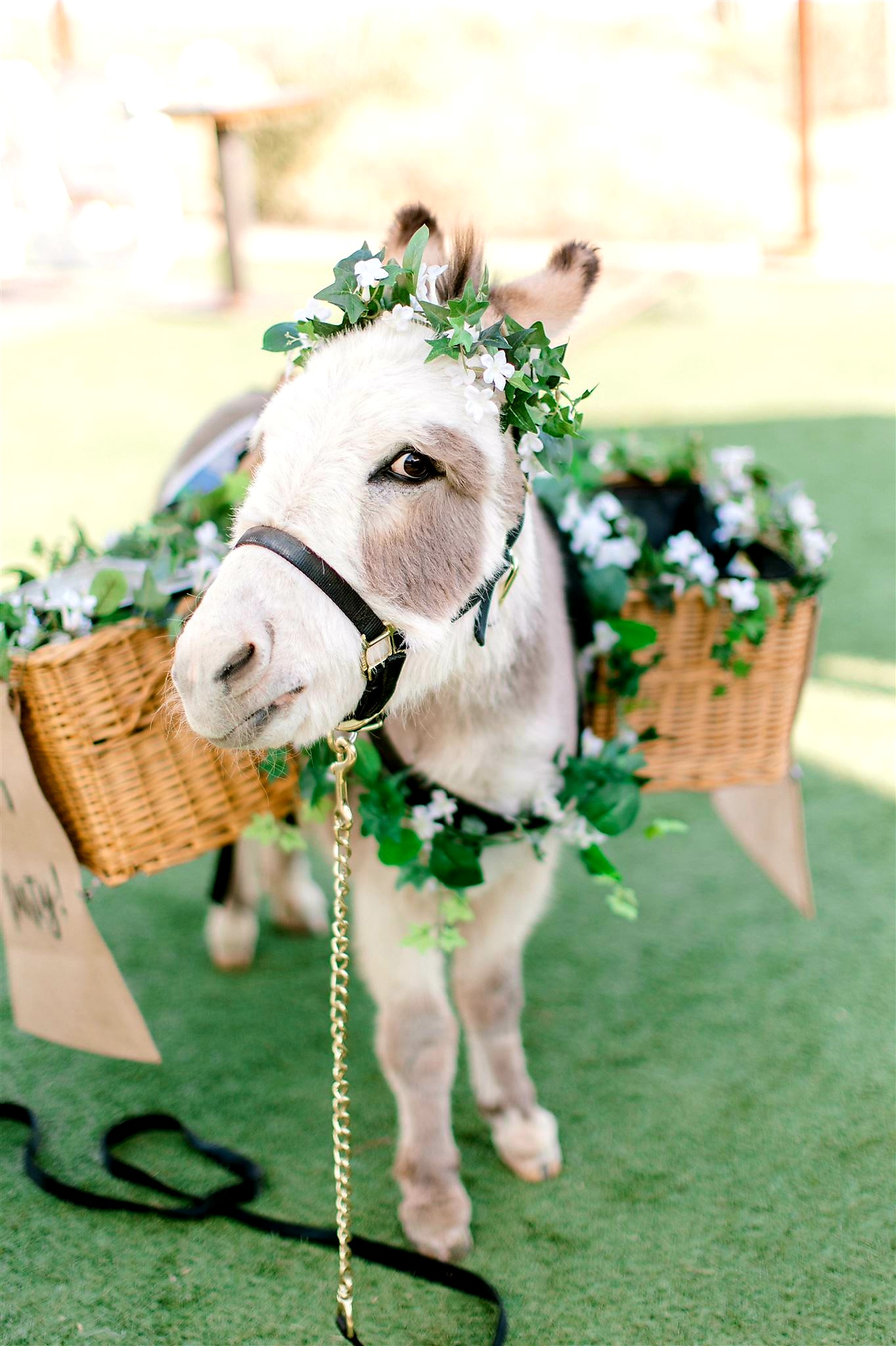 Beverage burro moment 9
