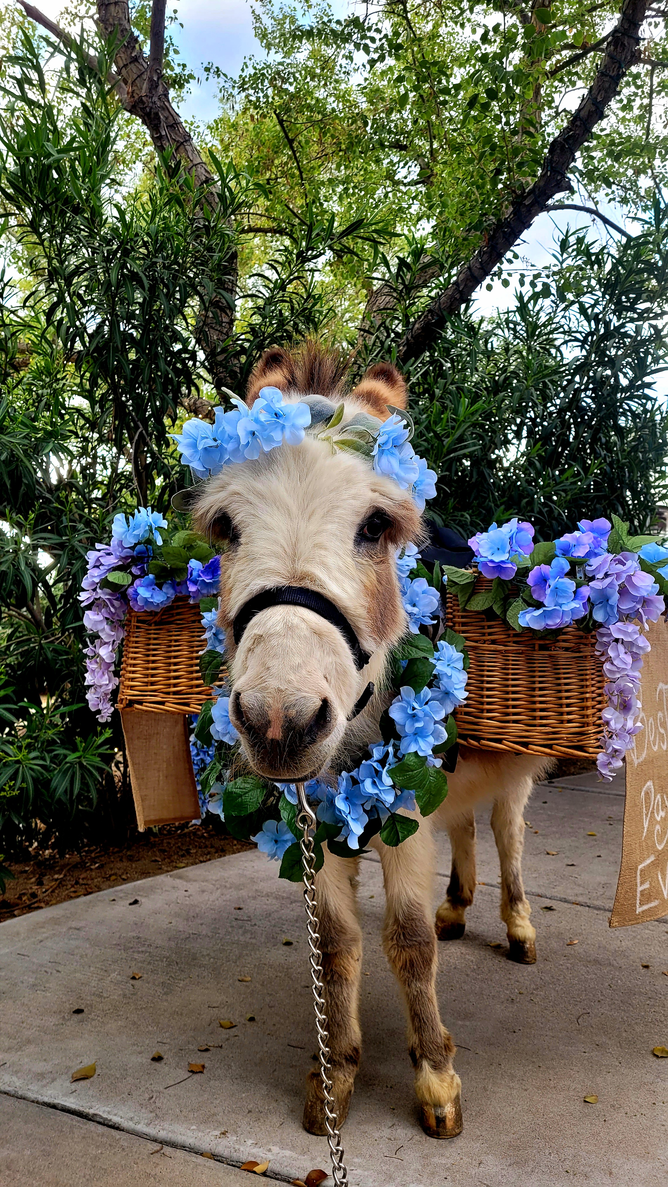 Beverage burro moment 1