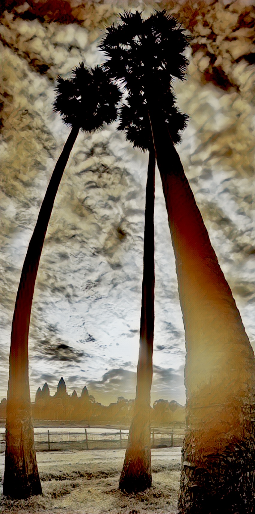 Sugar palms rising above the Cambodian countryside