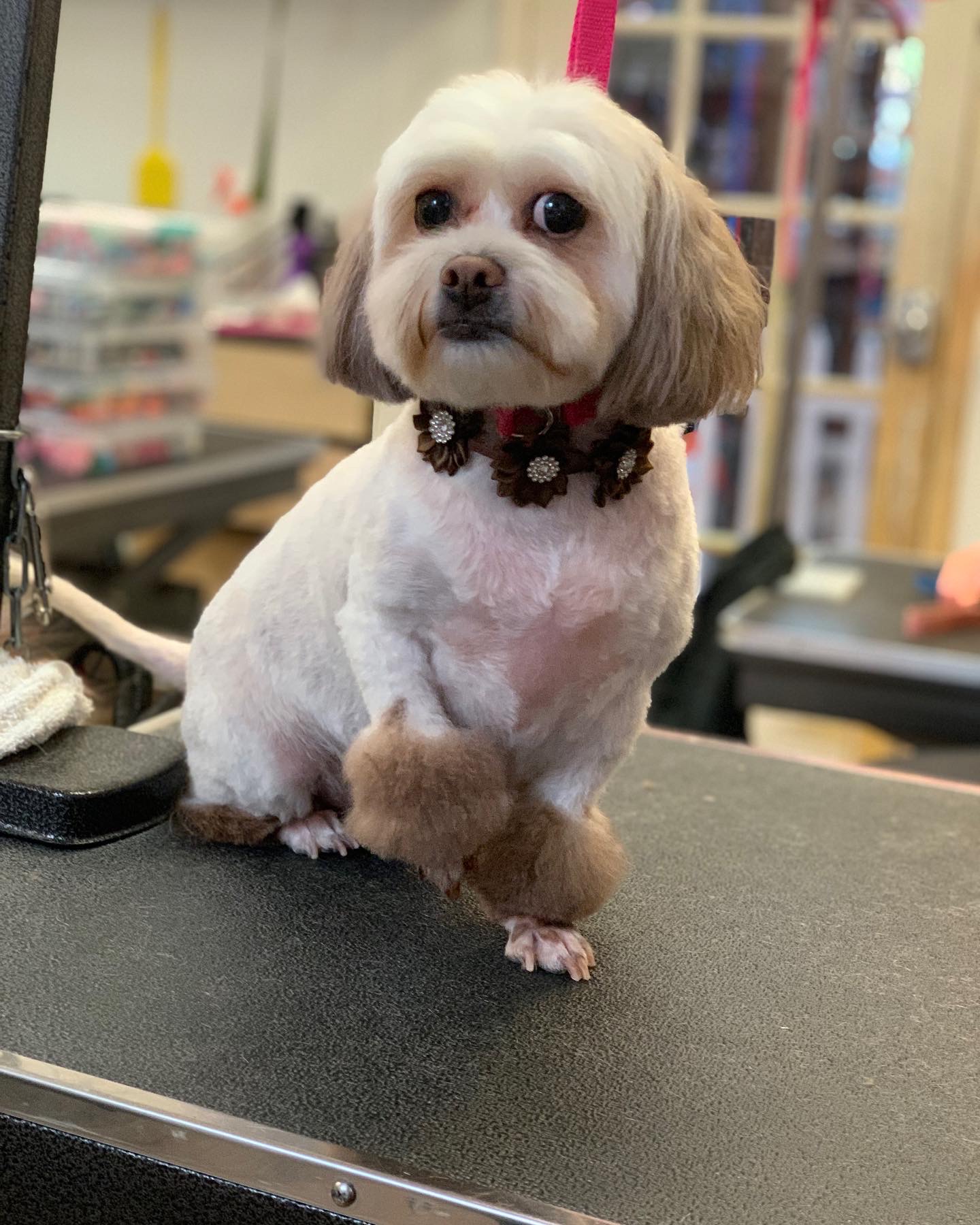 Palms & Paws grooming work 19