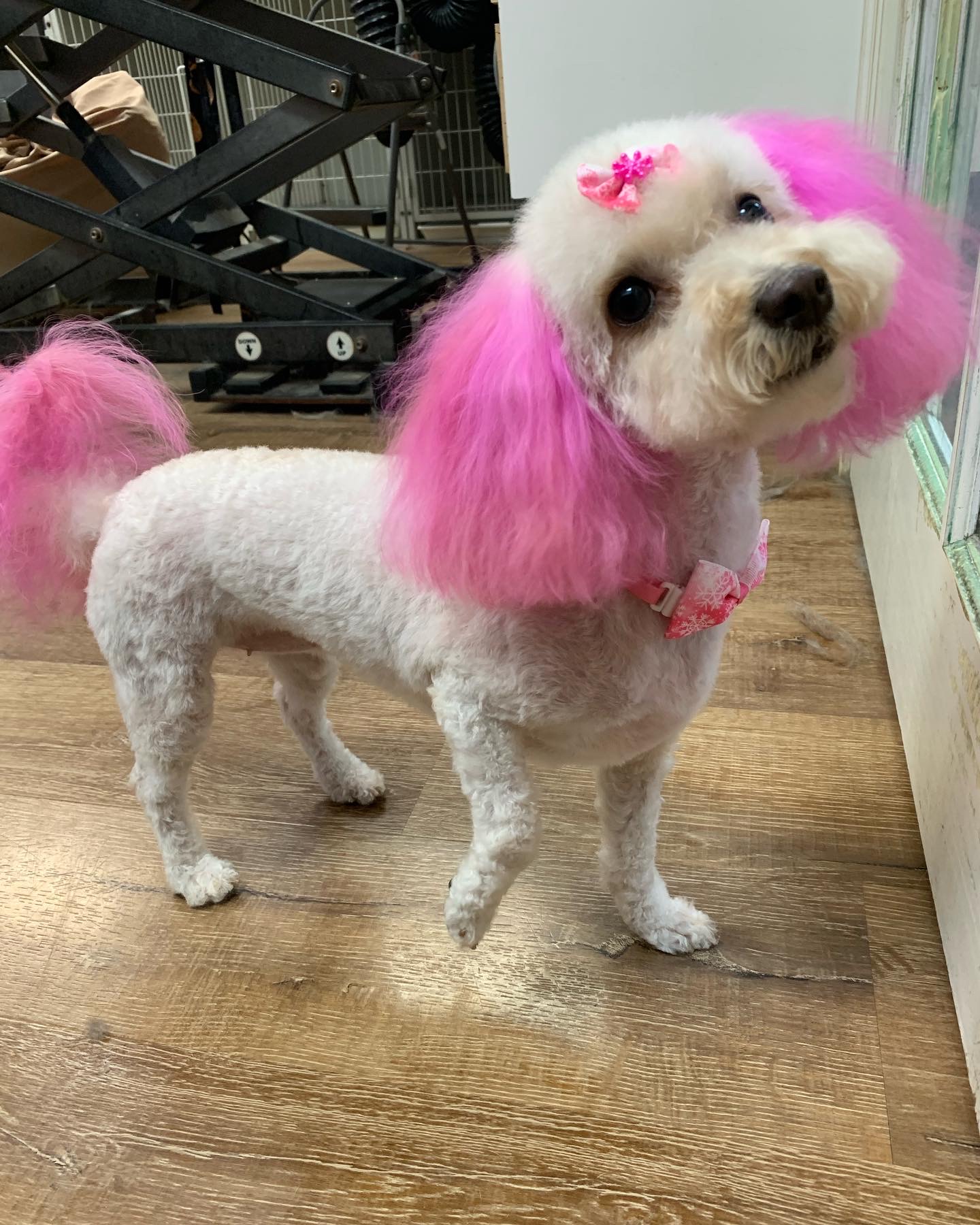 Palms & Paws grooming work 5