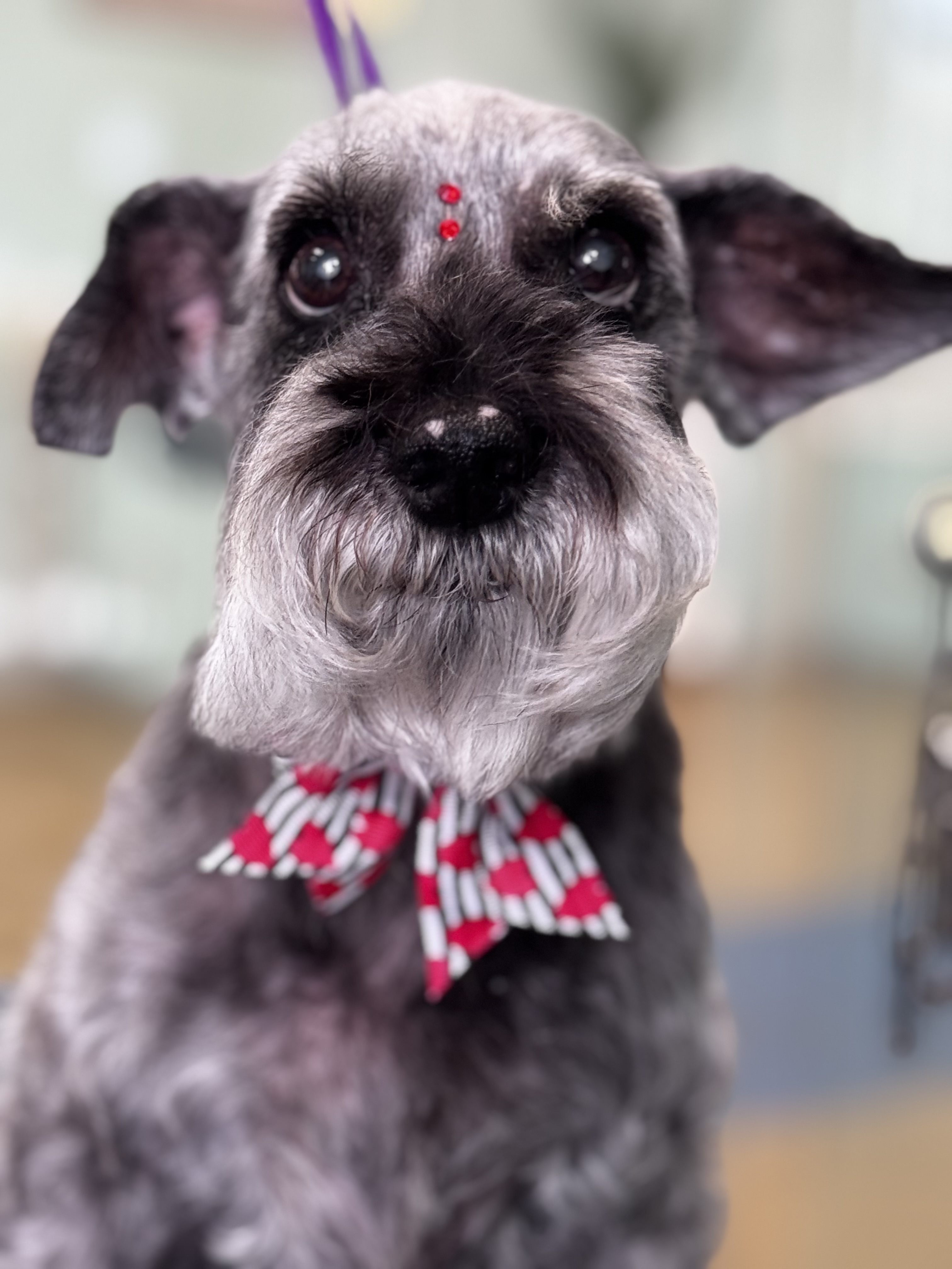 Palms & Paws grooming work 16