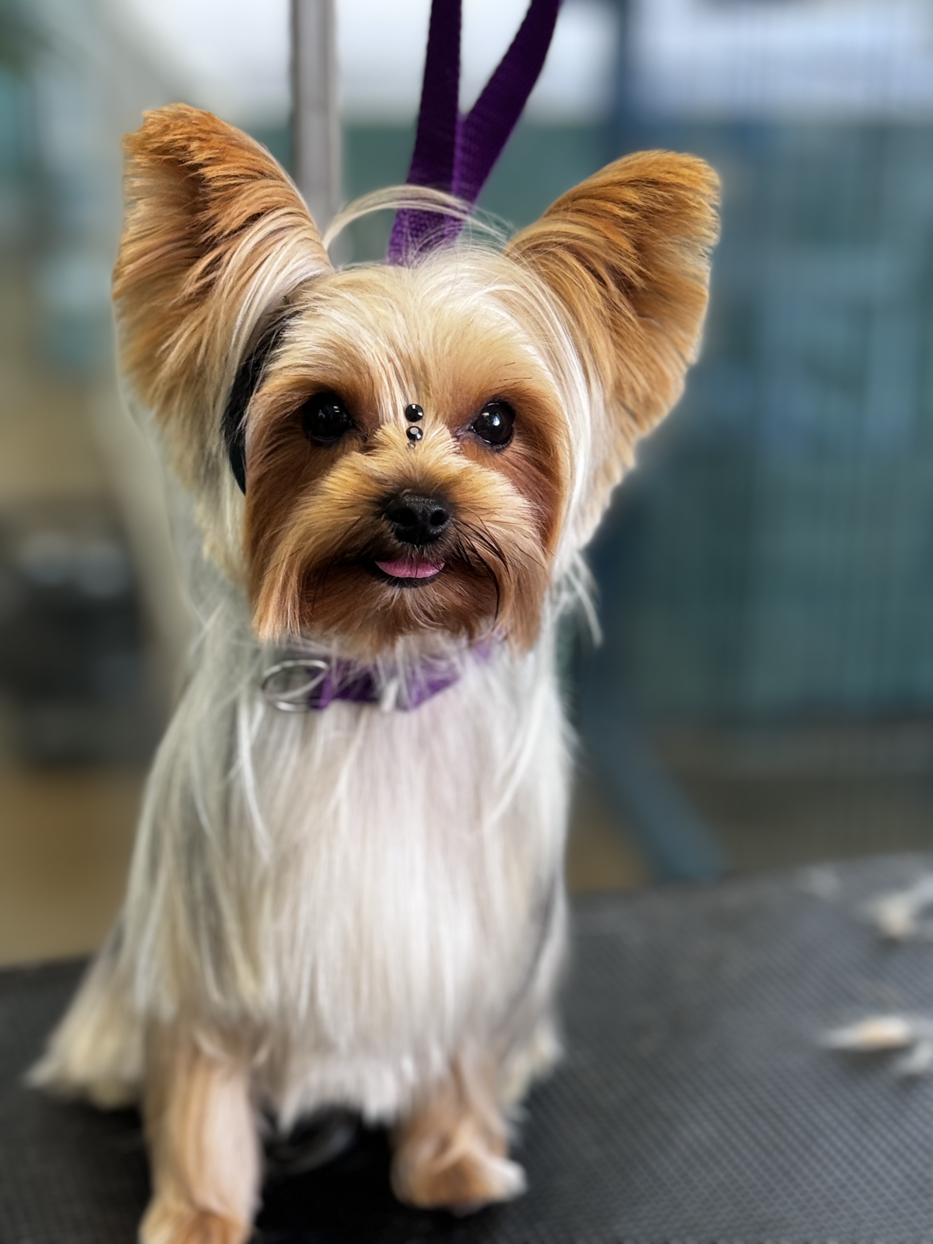 Palms & Paws grooming work 9