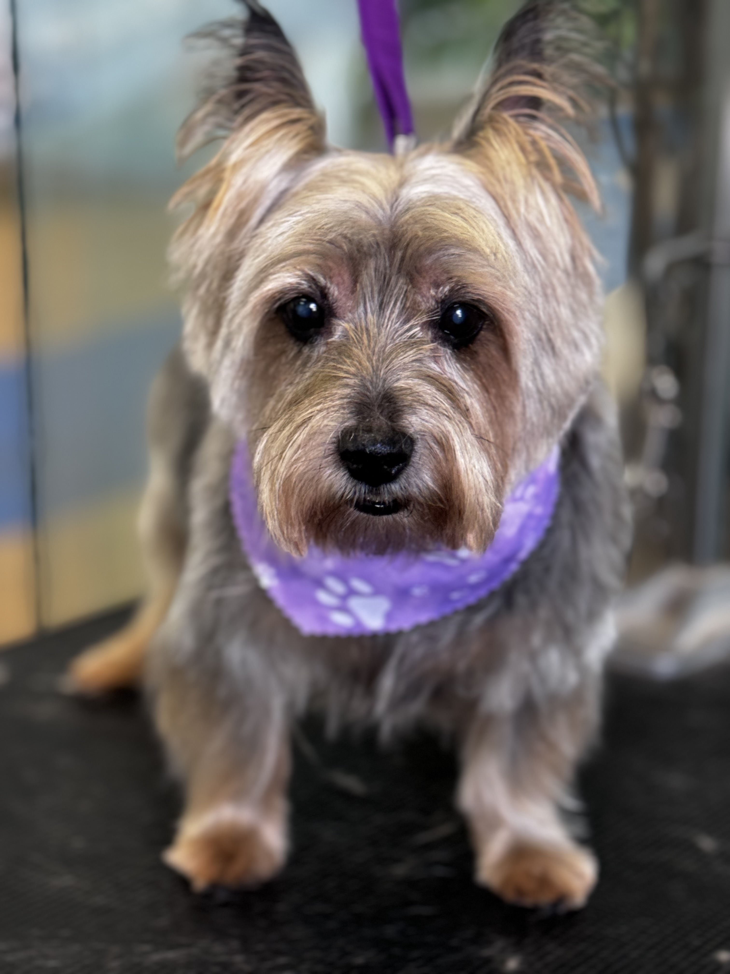 Palms & Paws grooming work 15