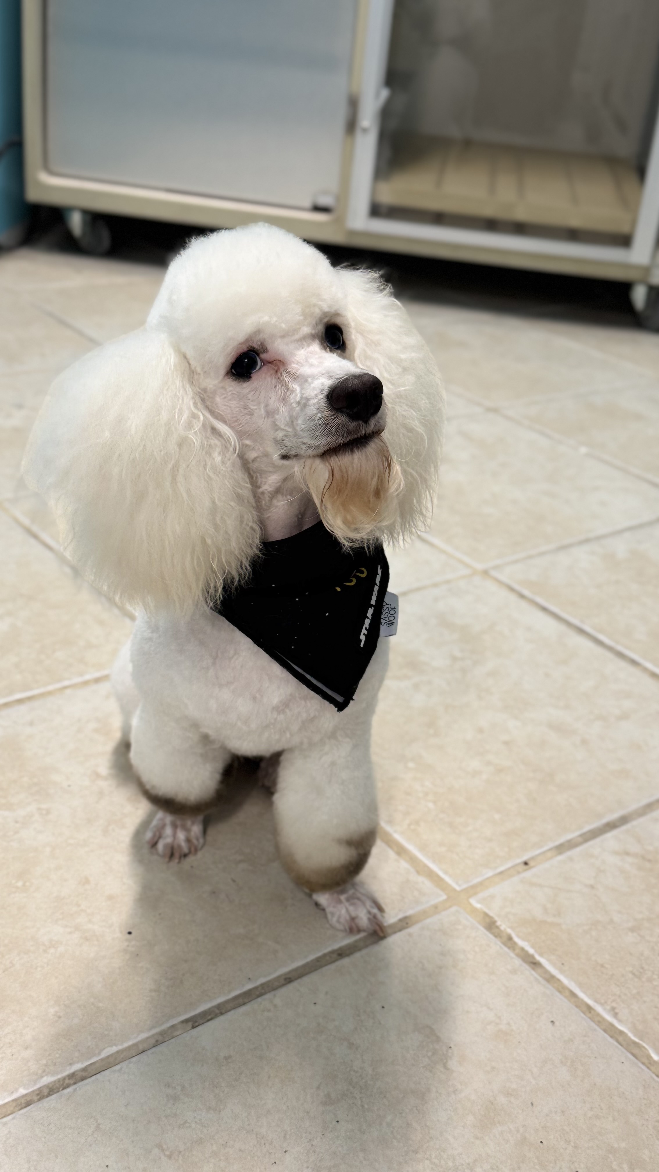 Palms & Paws grooming work 11