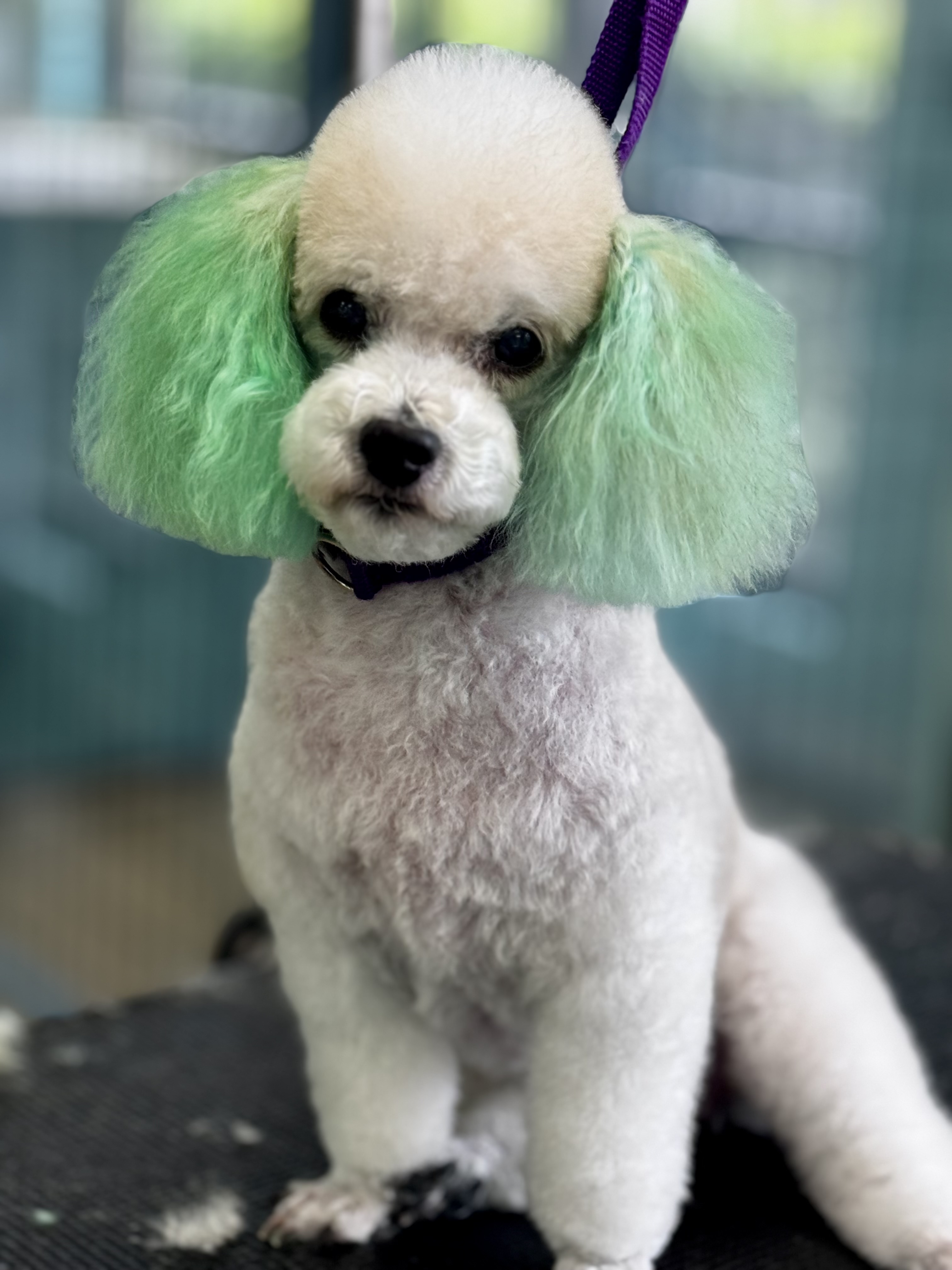 Palms & Paws grooming work 10