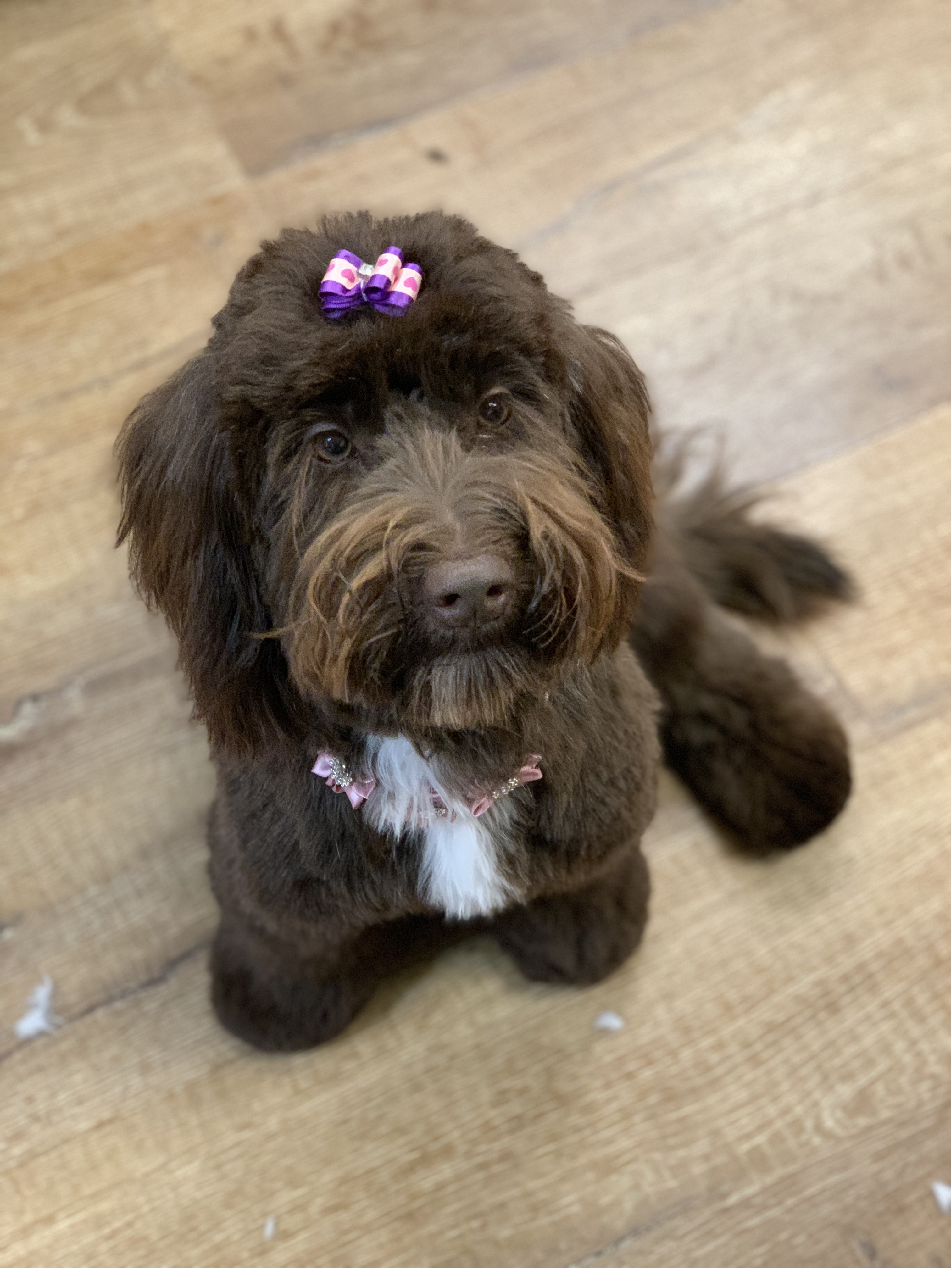 Palms & Paws grooming work 3
