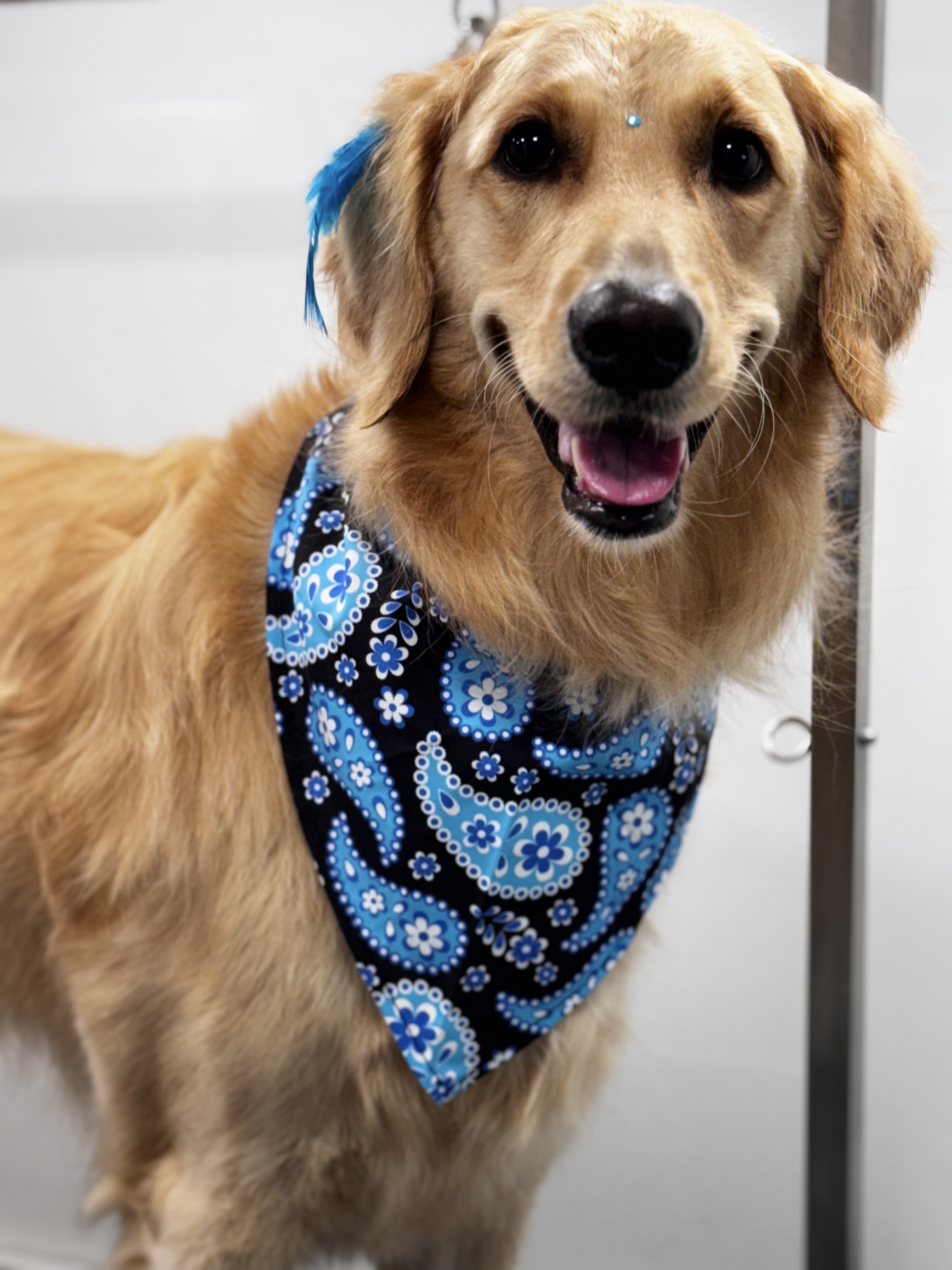 Palms & Paws grooming work 14
