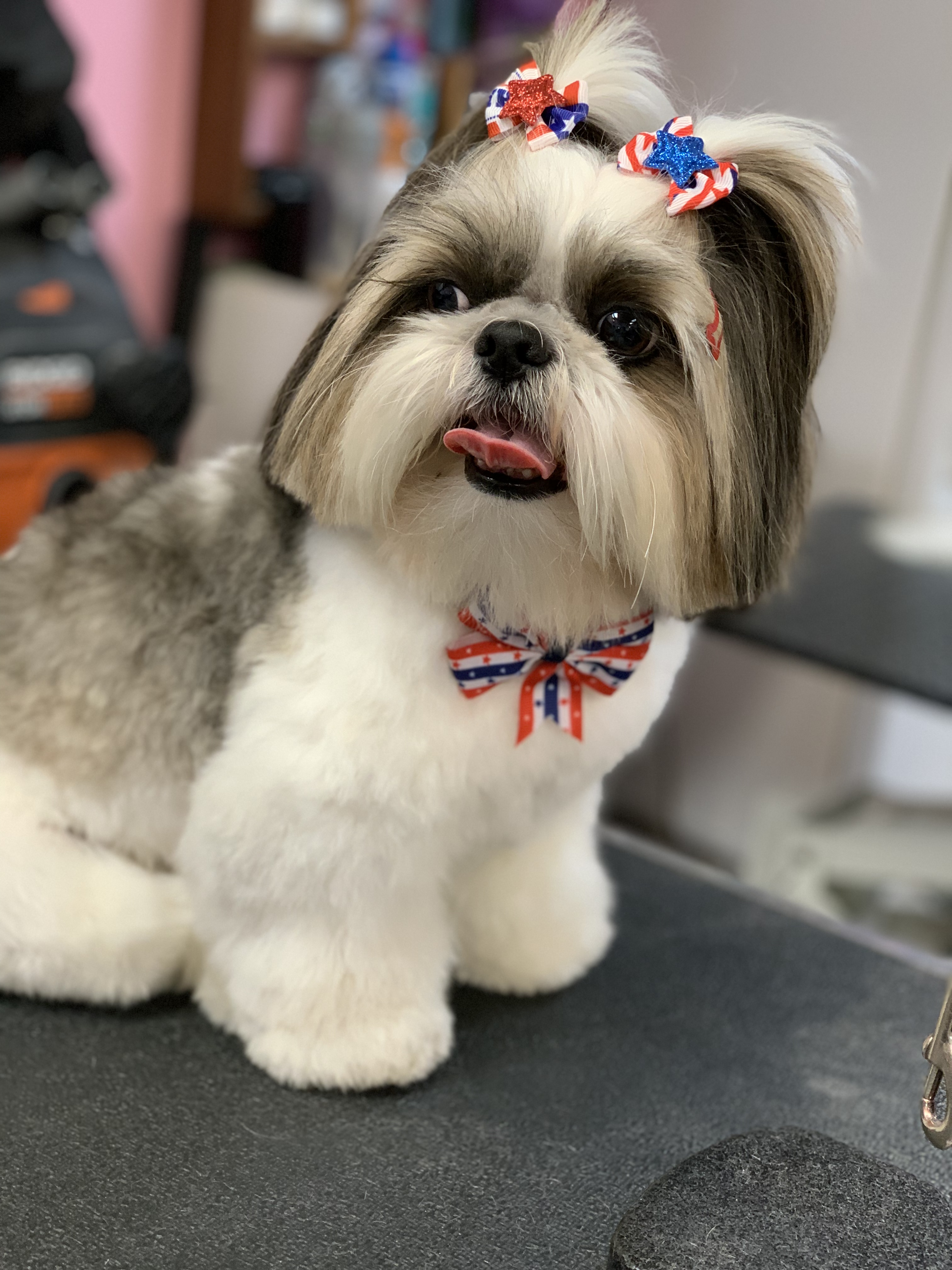 Palms & Paws grooming work 4