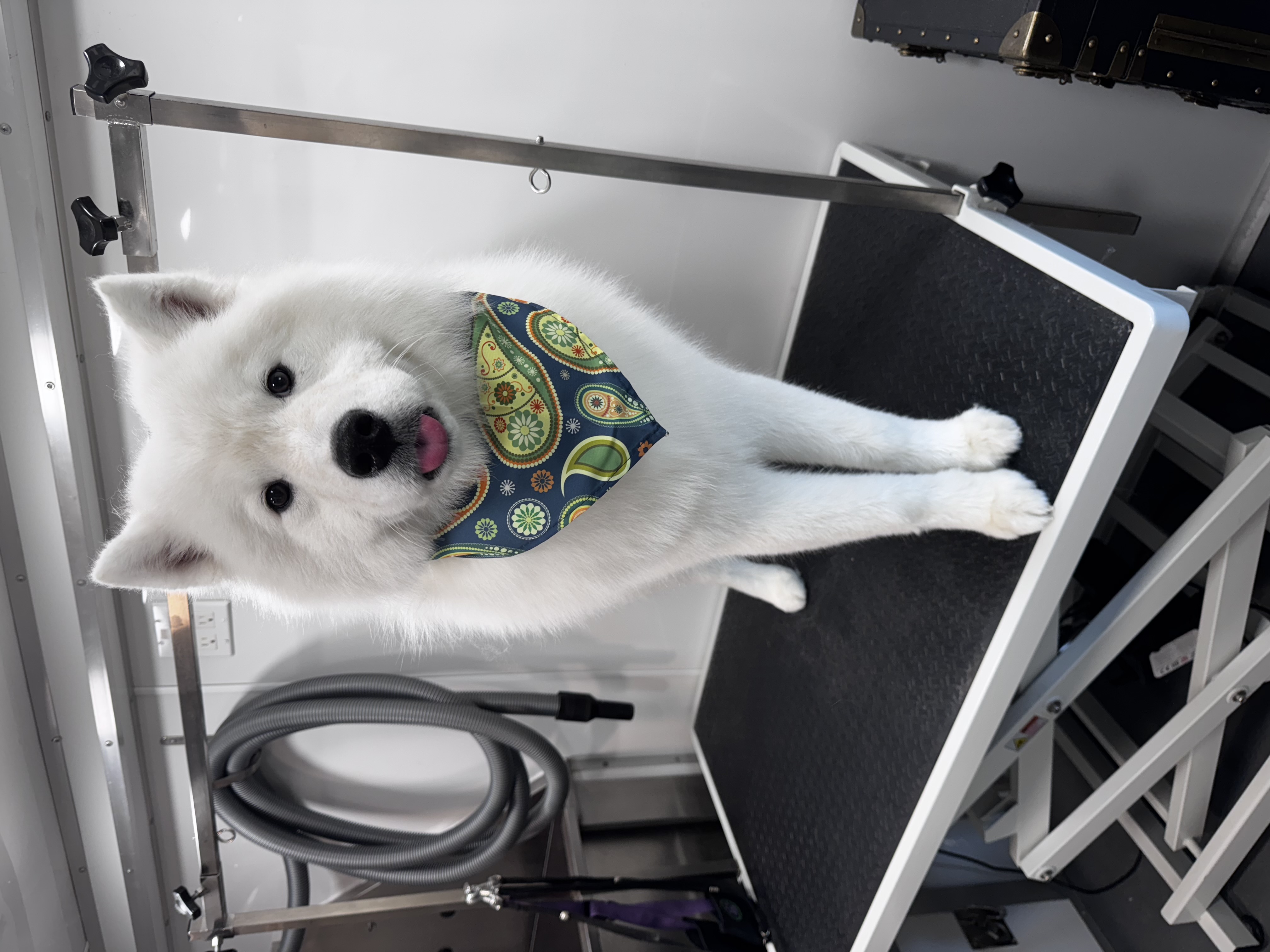 Palms & Paws grooming work 13