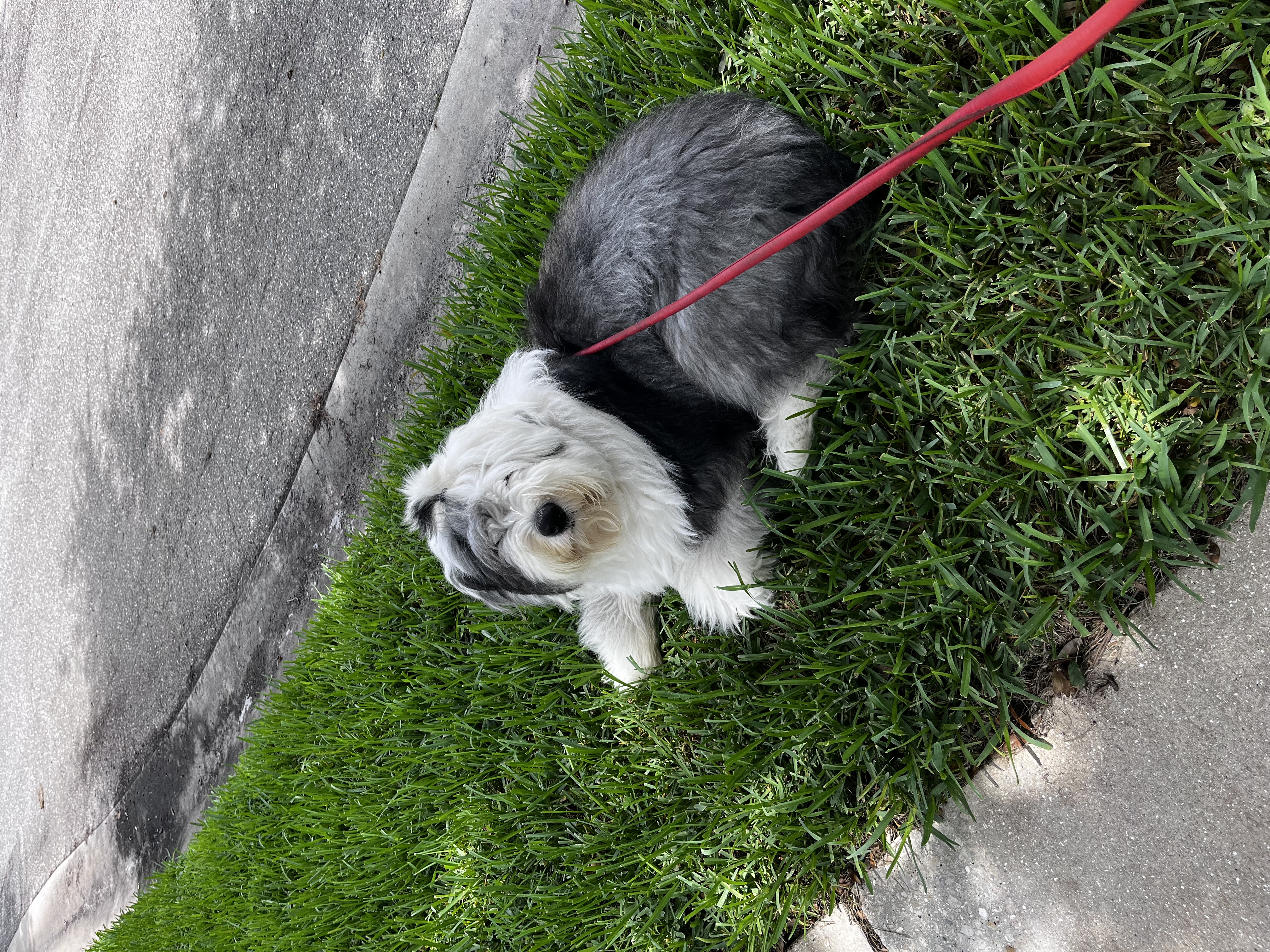 Palms & Paws grooming work 8