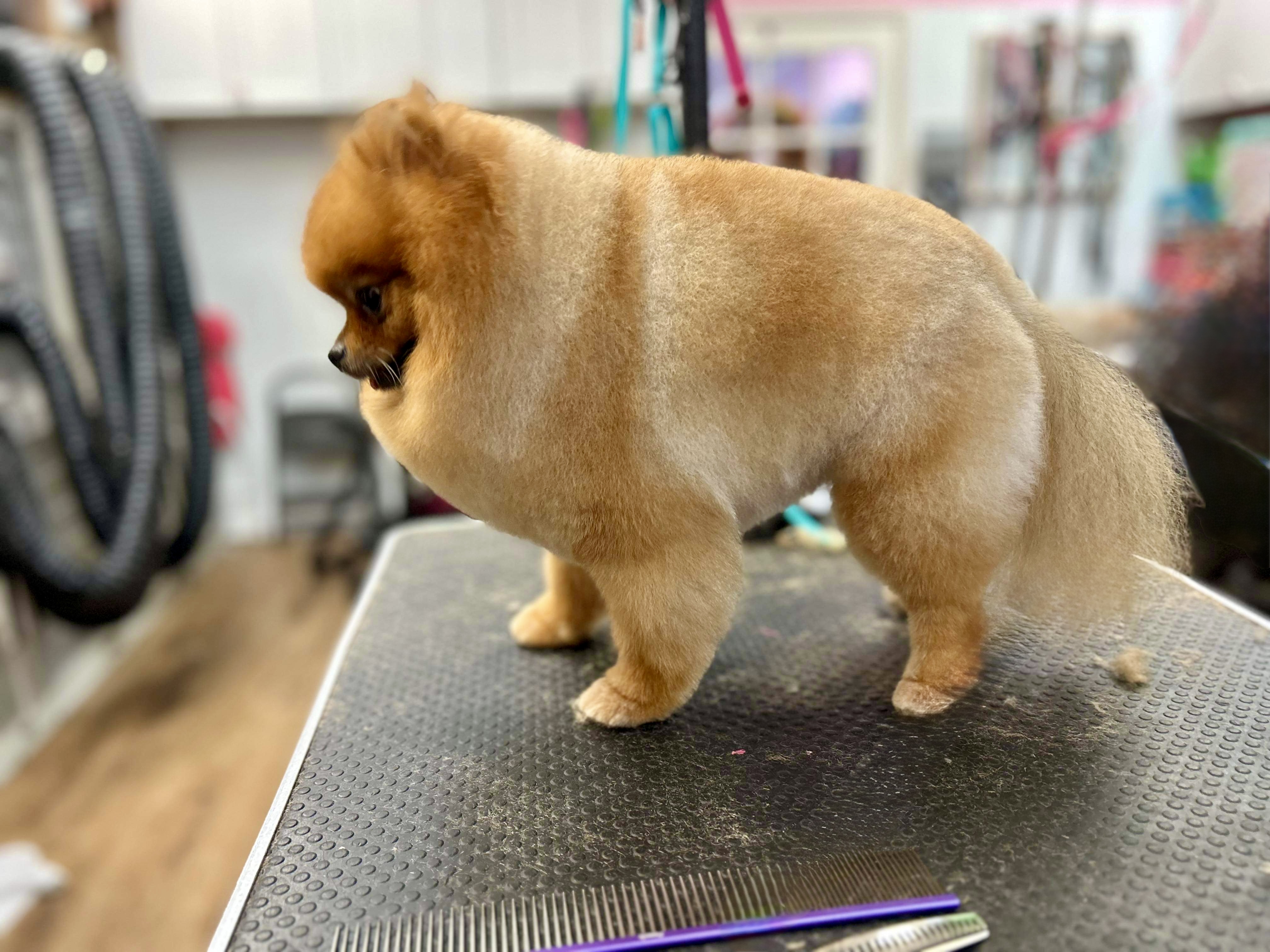 Palms & Paws grooming work 7