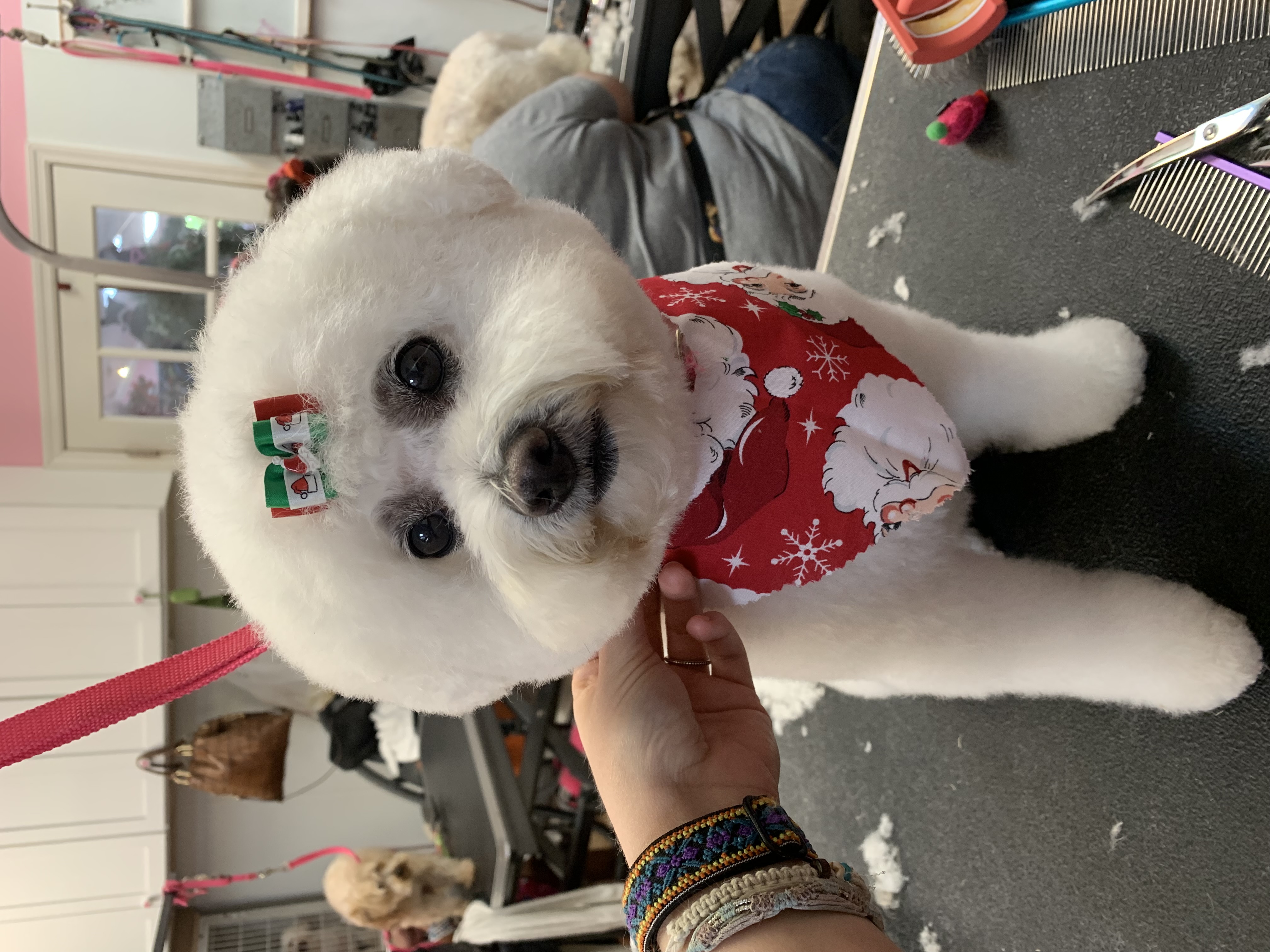 Palms & Paws grooming work 6