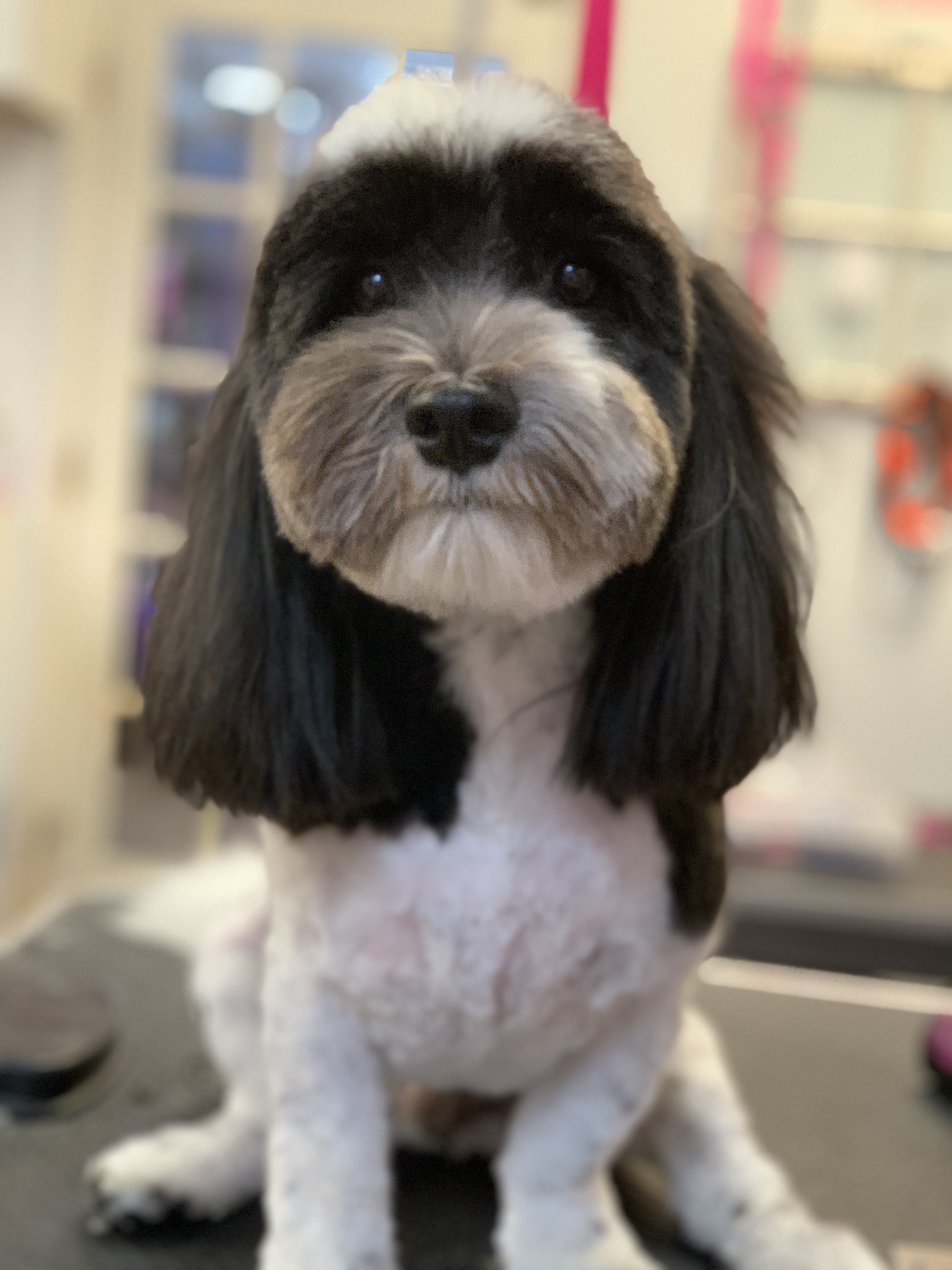 Palms & Paws grooming work 2