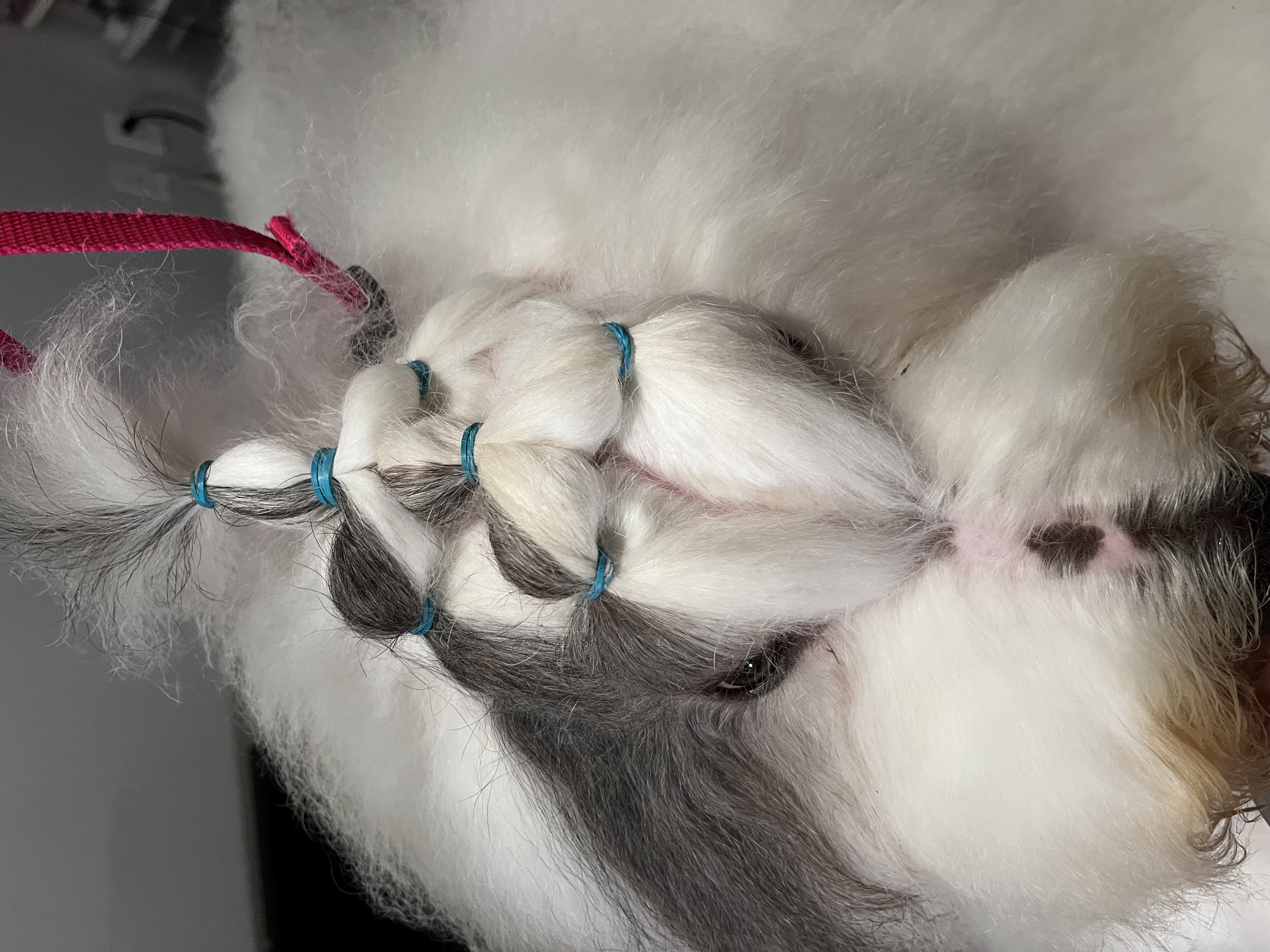 Palms & Paws grooming work 17
