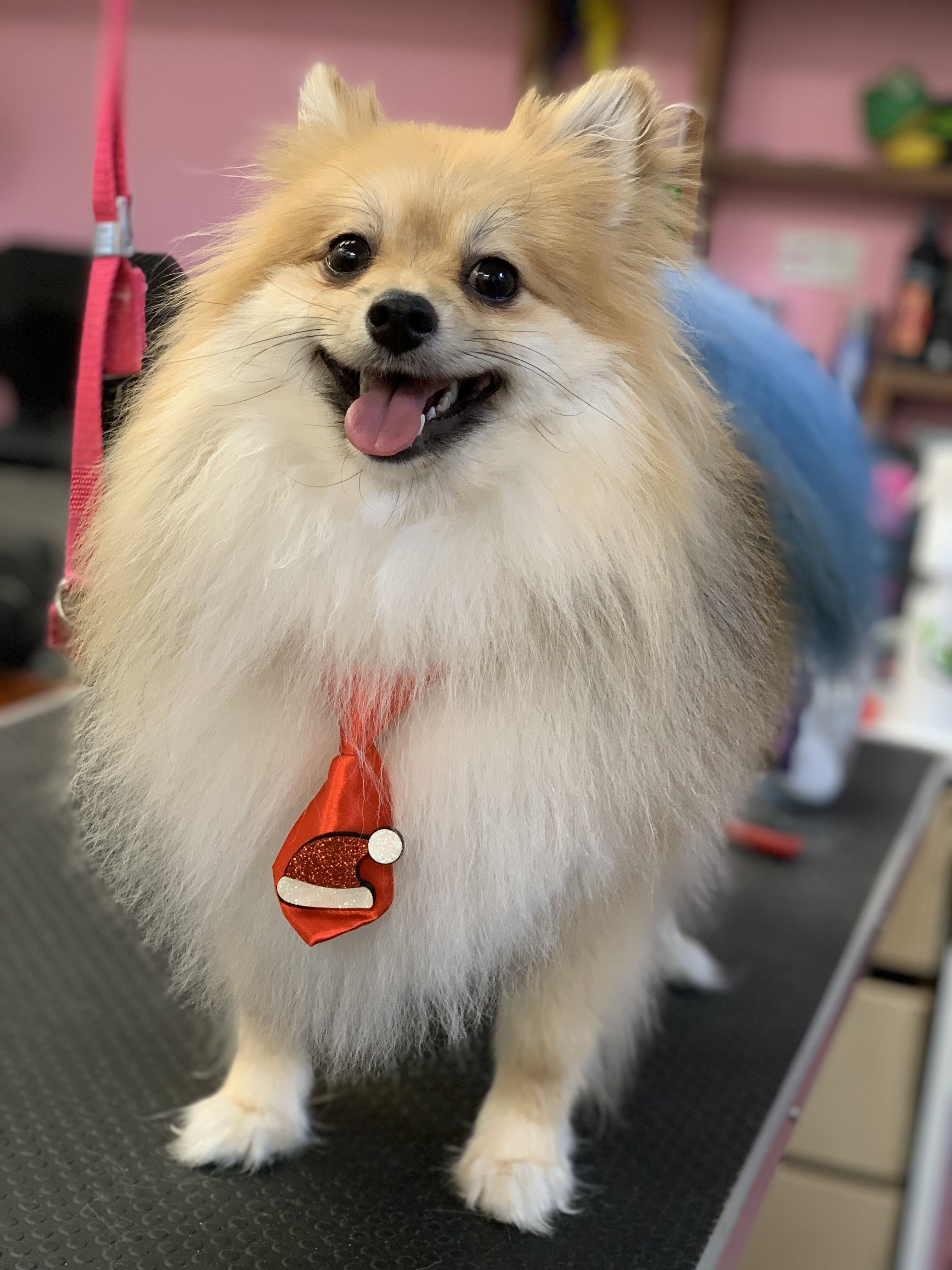Palms & Paws grooming work 20