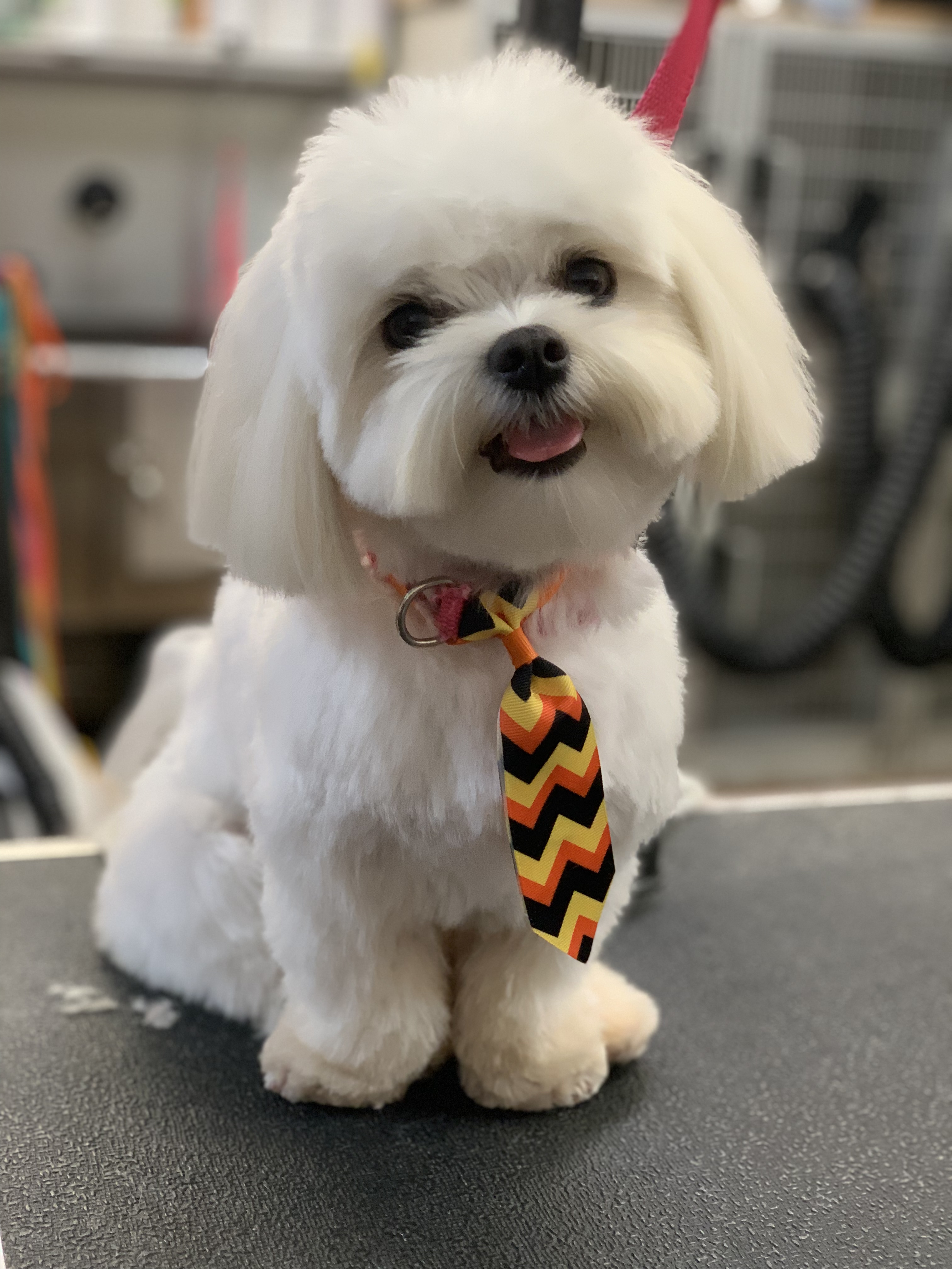Palms & Paws grooming work 18