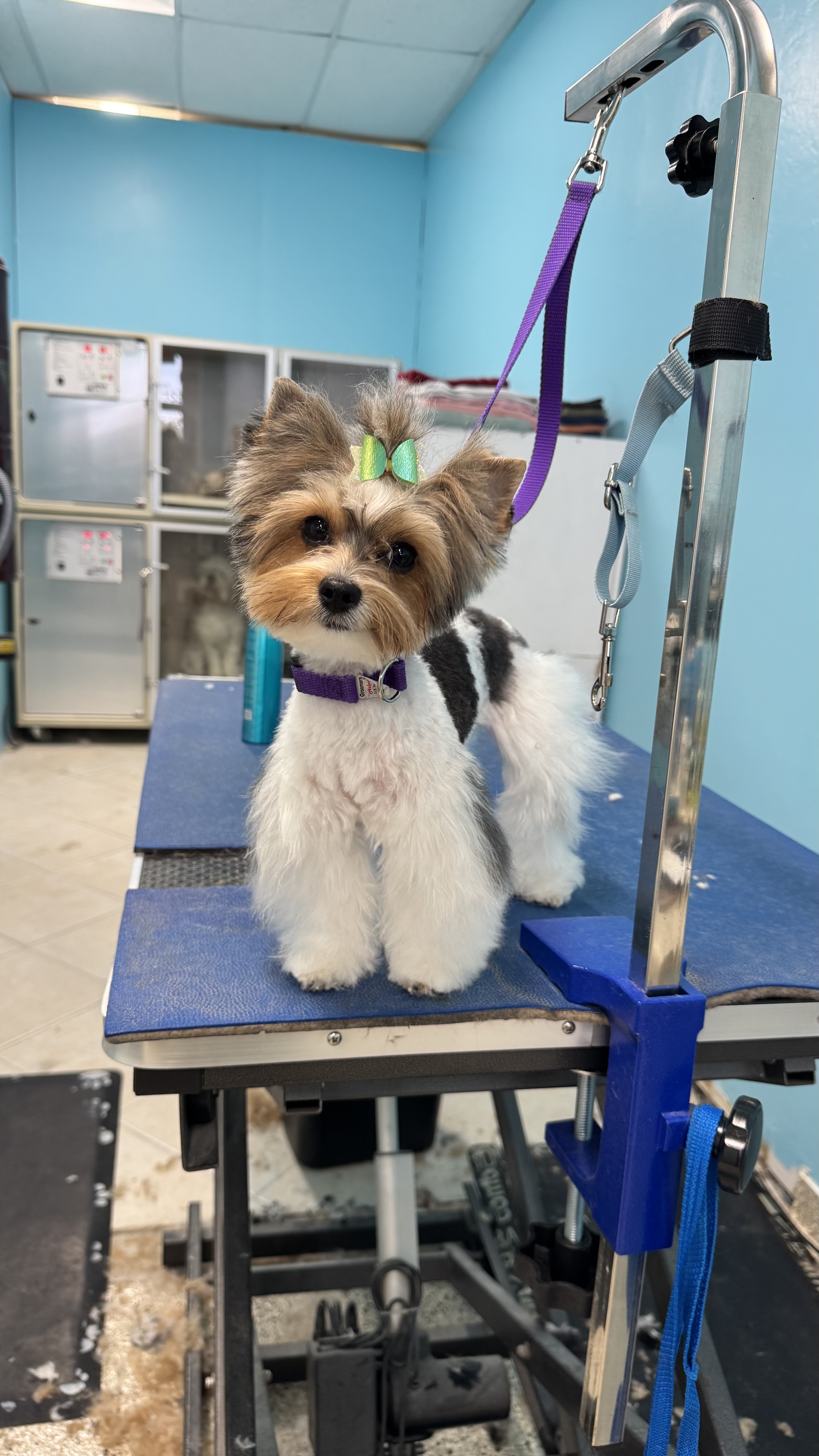 Palms & Paws grooming work 12