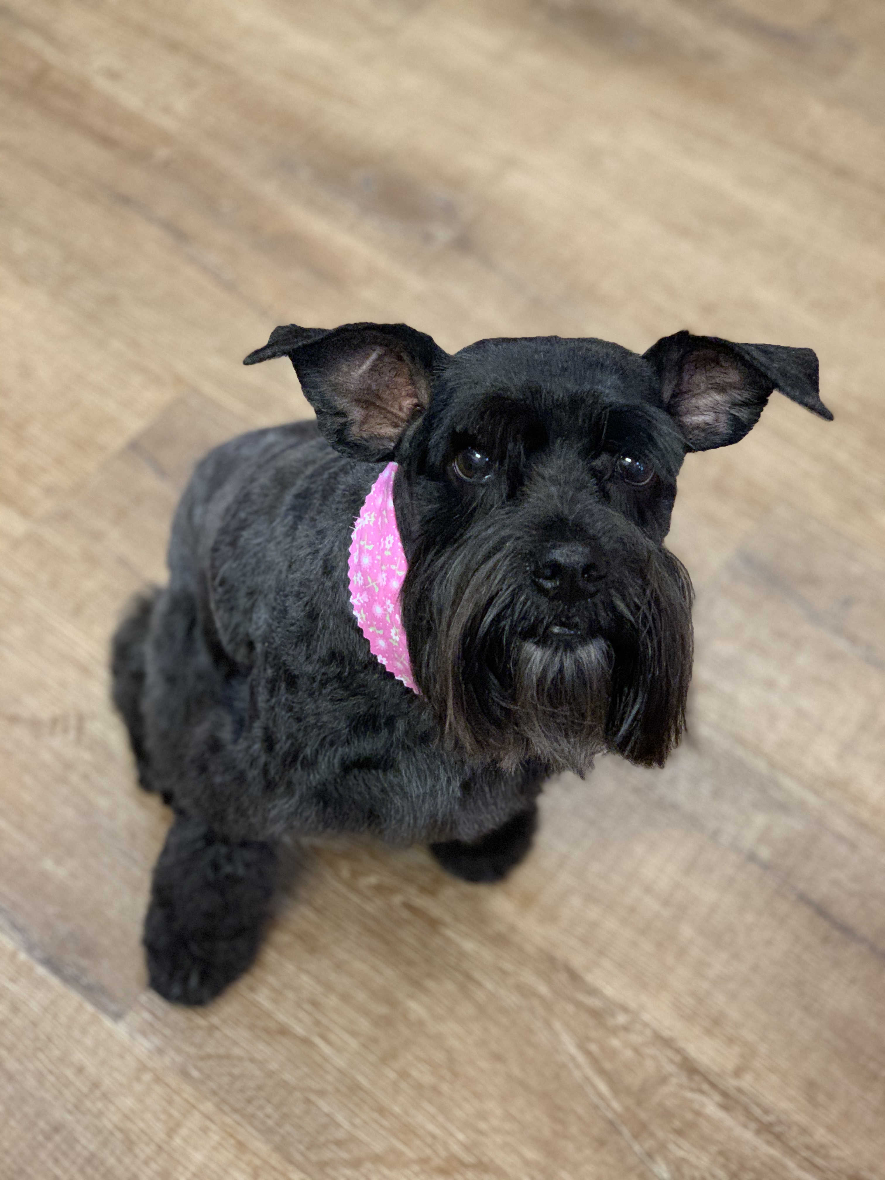 Palms & Paws grooming work 1